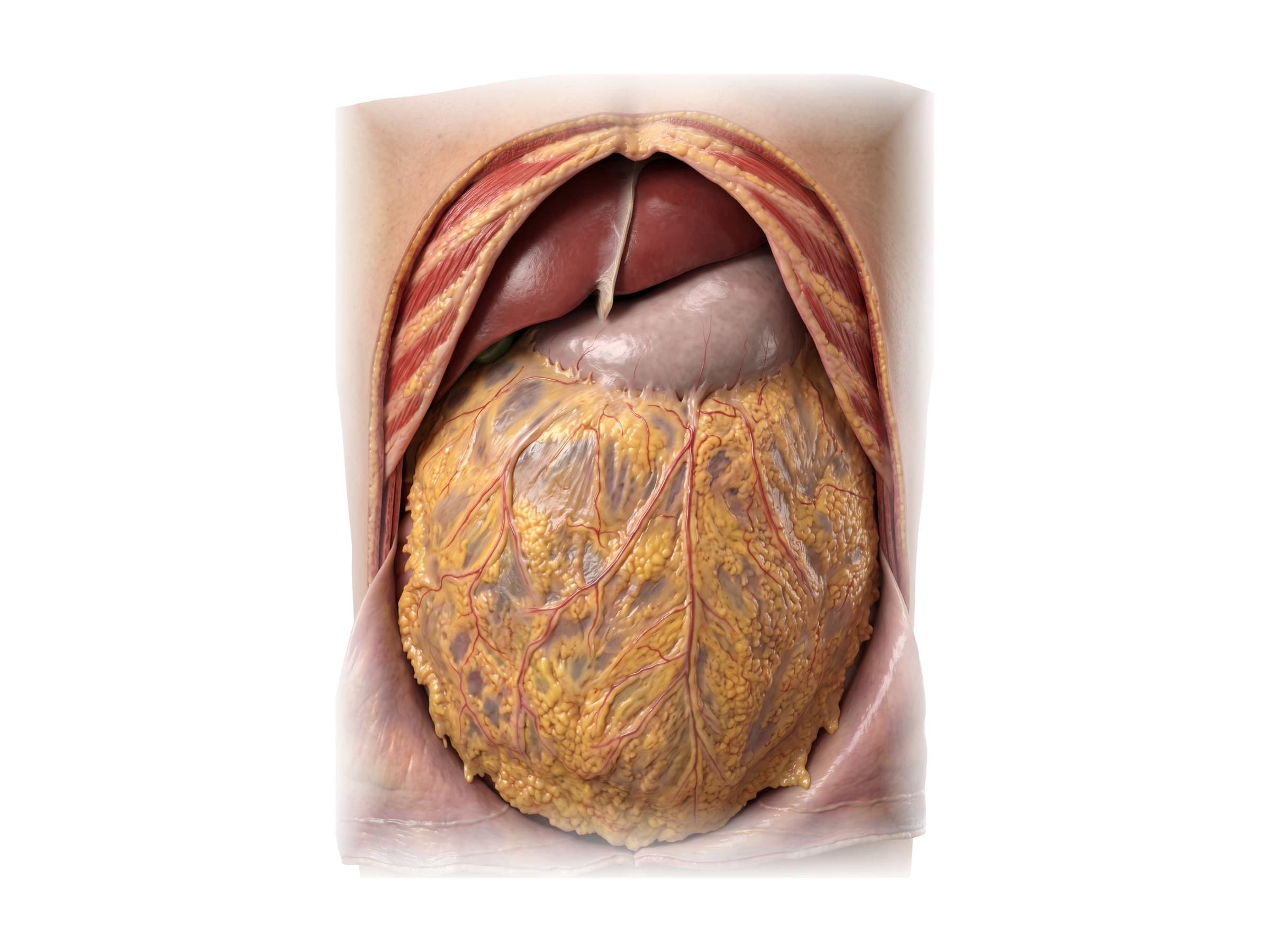 Abdominal organs diagram (front view): liver, gallbladder, stomach and greater omentum in place