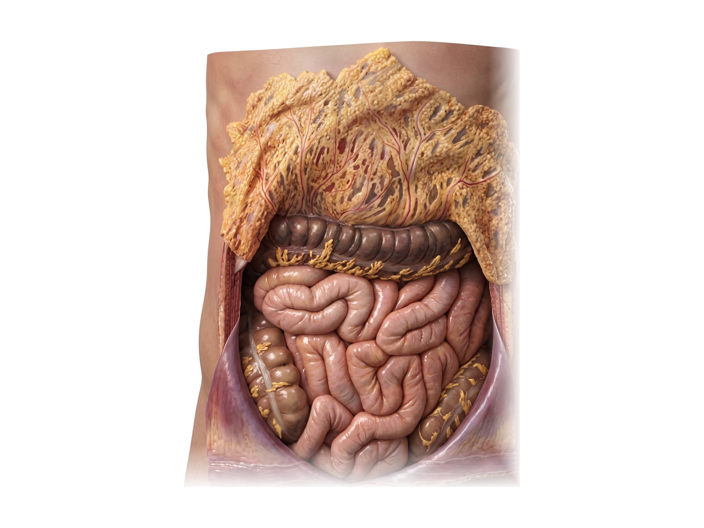 Intestine and colon diagram (front view): omentum lifted to show the jejunum, ileum and colon
