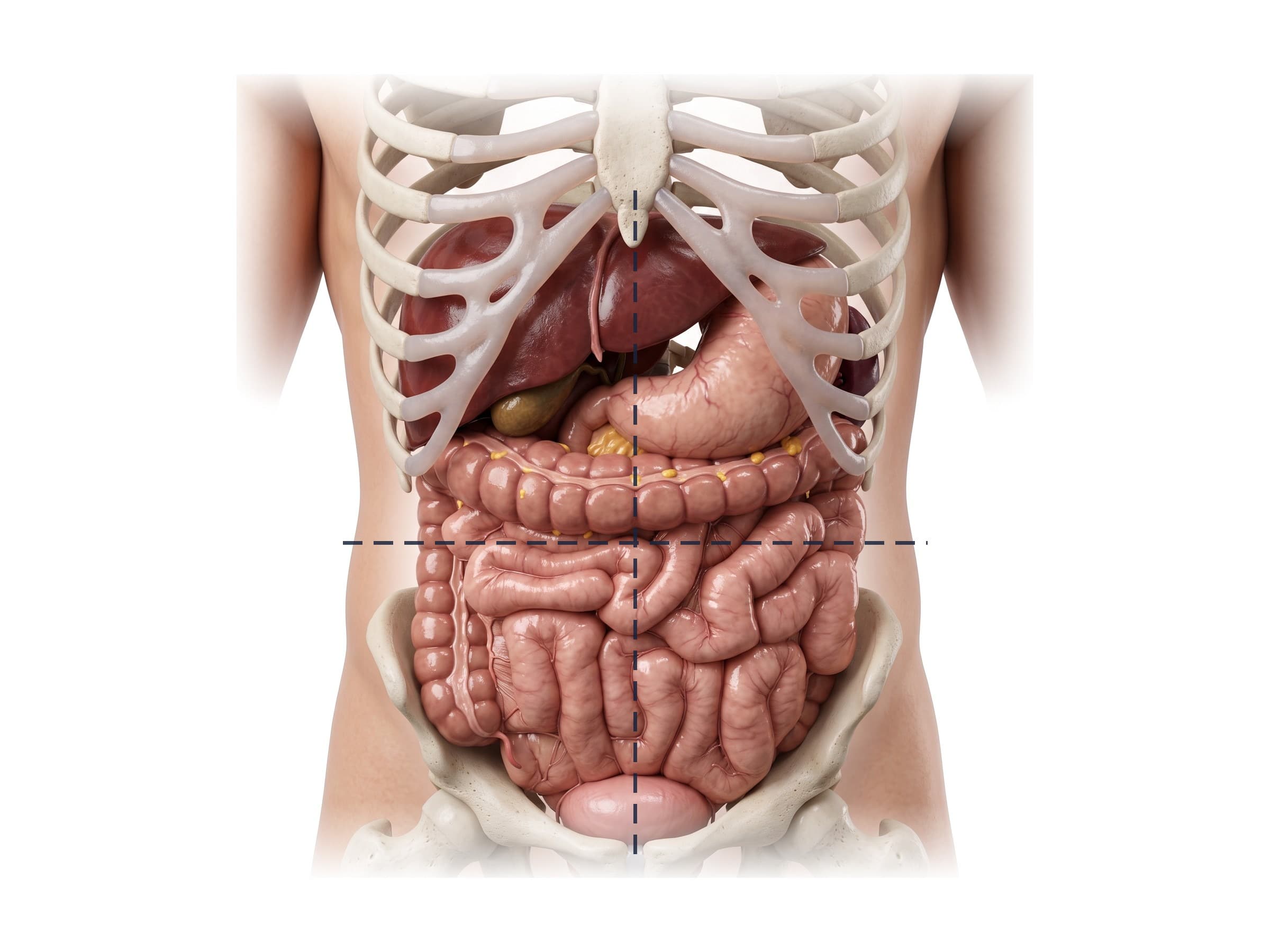 Abdominal quadrants diagram (front view): RUQ, LUQ, RLQ and LLQ over the liver, stomach, colon and bladder