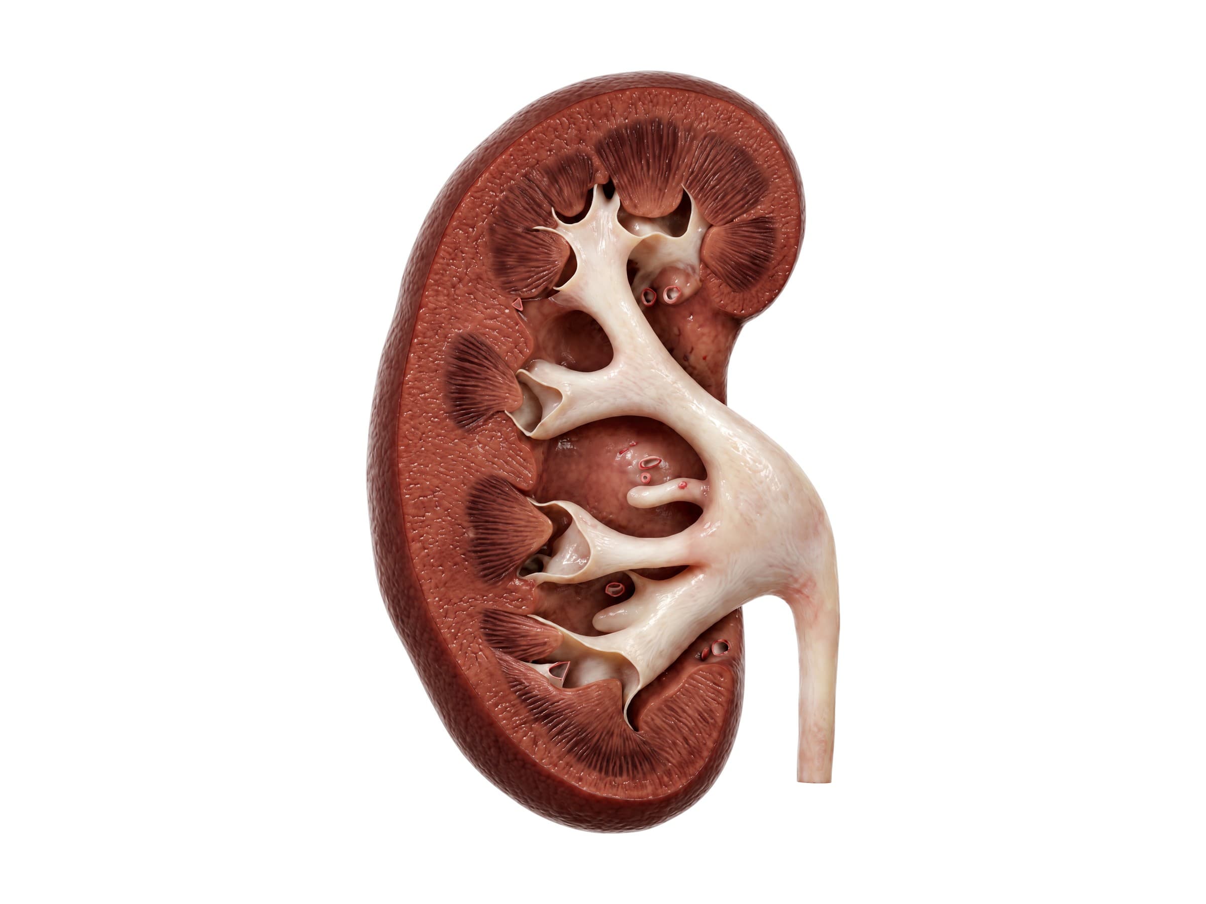 Kidney diagram labeled (cross section): cortex, renal pyramids, calyces, renal pelvis and ureter
