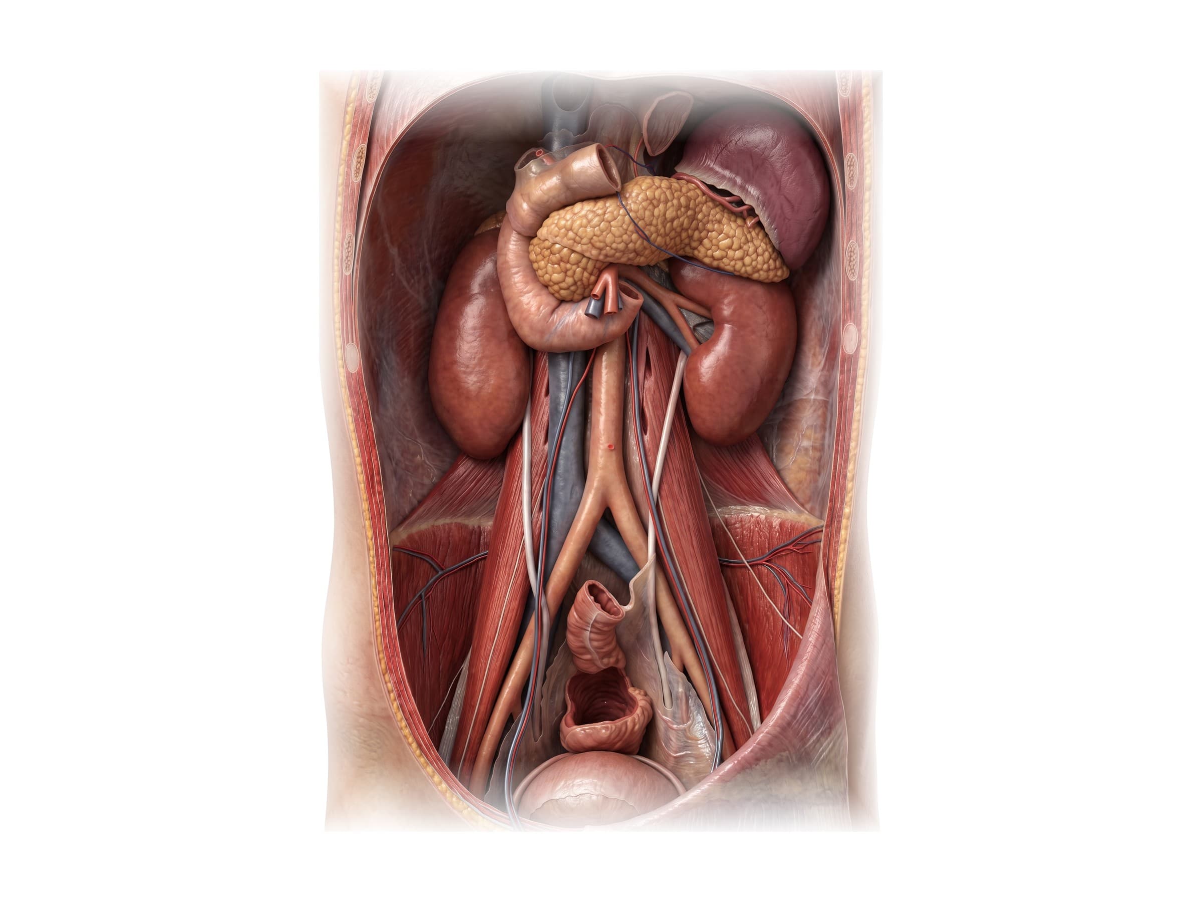 Kidneys and retroperitoneum (front view): kidneys, ureters, aorta, vena cava, pancreas and psoas major
