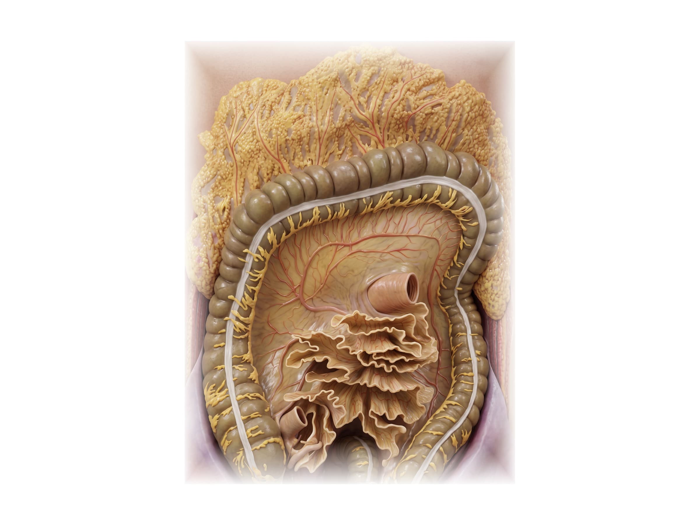 Colon diagram (front view): ascending, transverse, descending and sigmoid colon around the cut mesentery