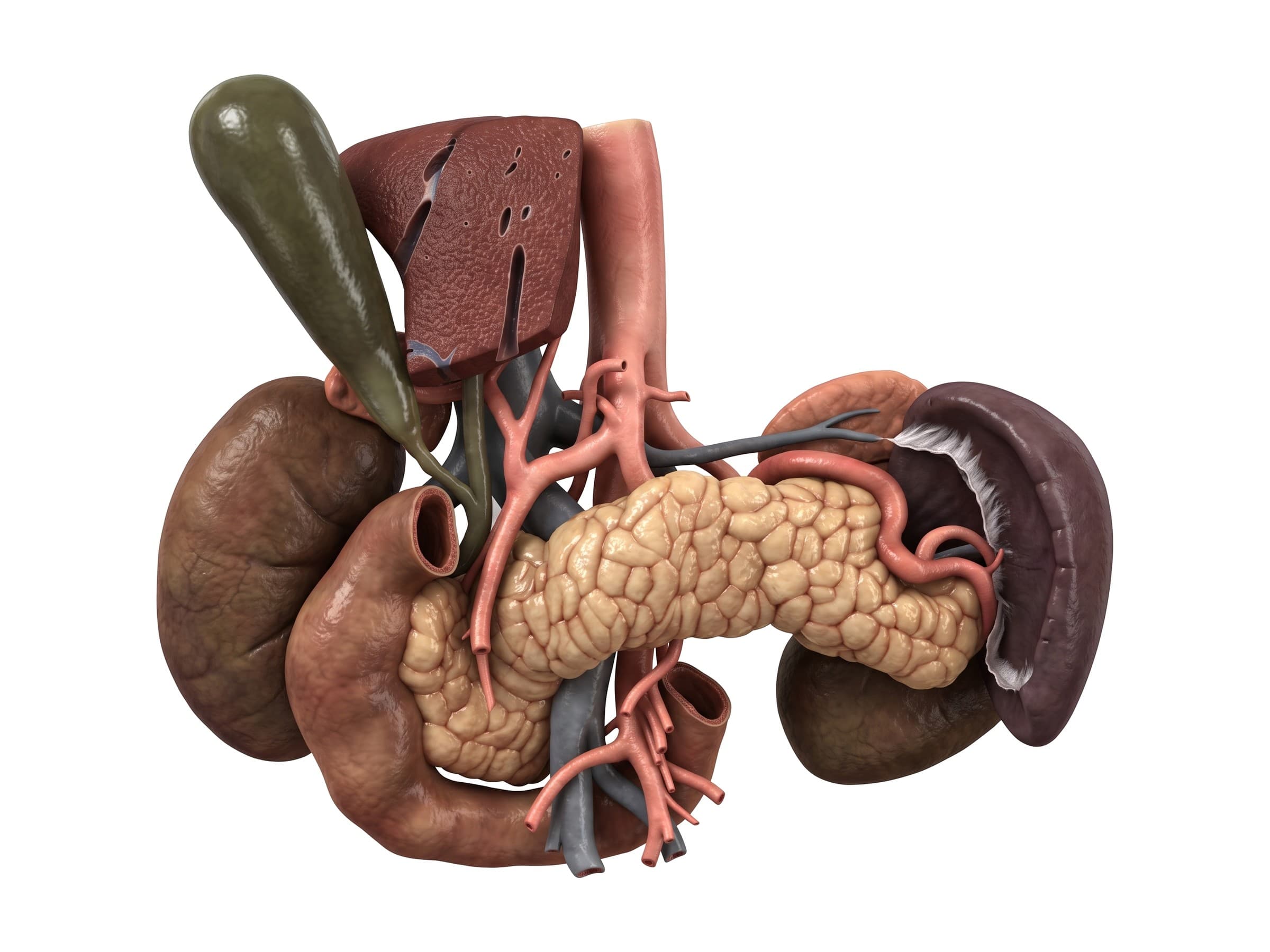 Pancreas, duodenum and spleen diagram (front view): gallbladder, bile ducts, kidneys and aorta