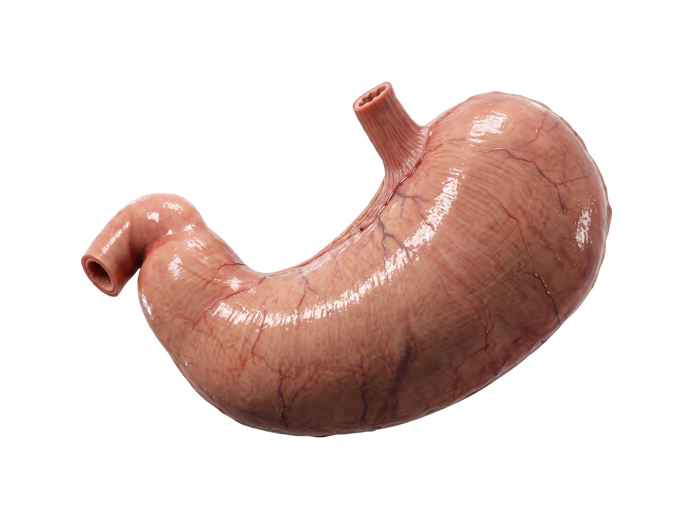 Stomach diagram labeled (front view): esophagus, cardia, fundus, body, pyloric antrum, pylorus and duodenum