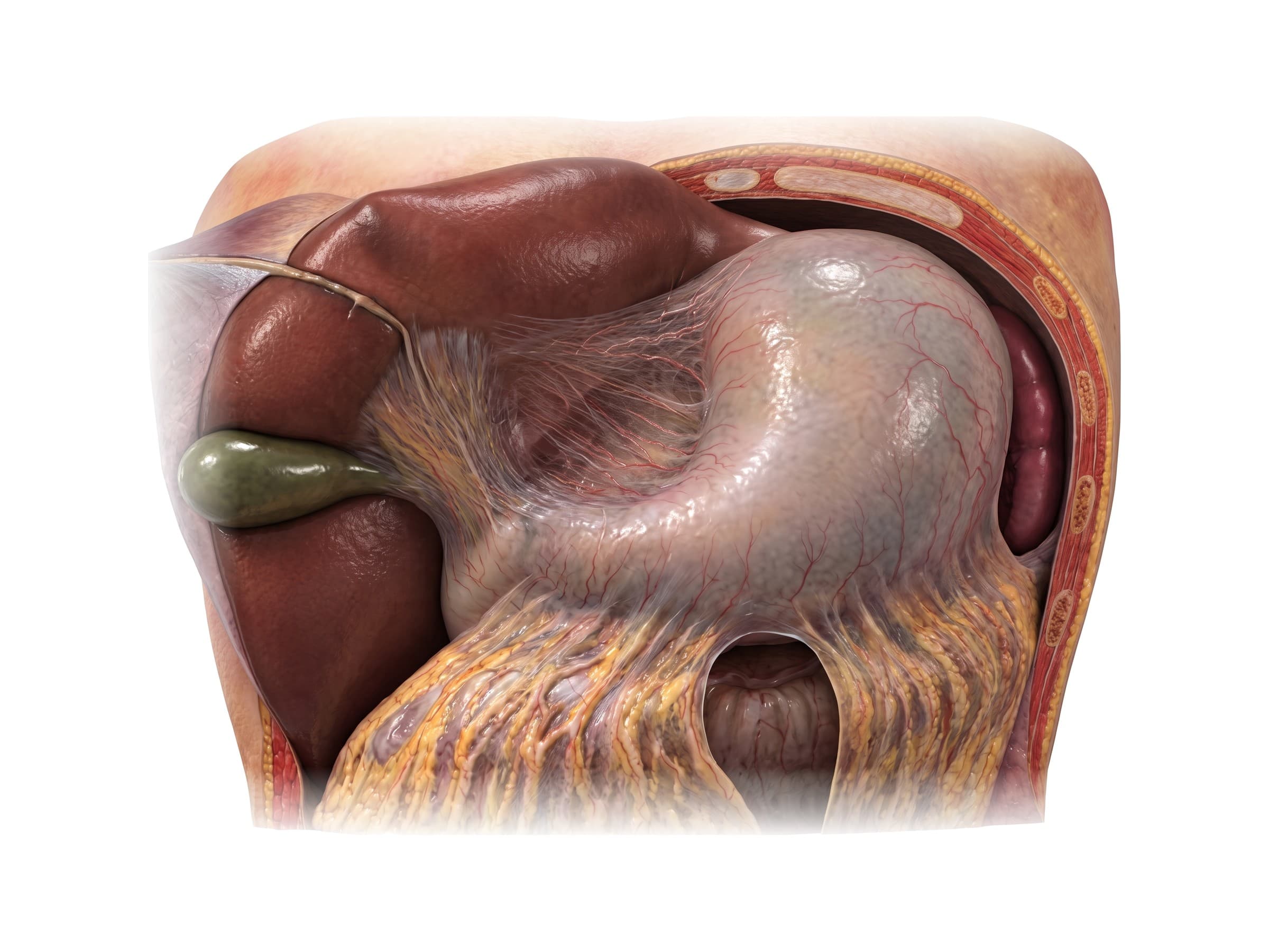 Liver, gallbladder and stomach in place (front view, liver turned up): lesser omentum, pylorus and spleen