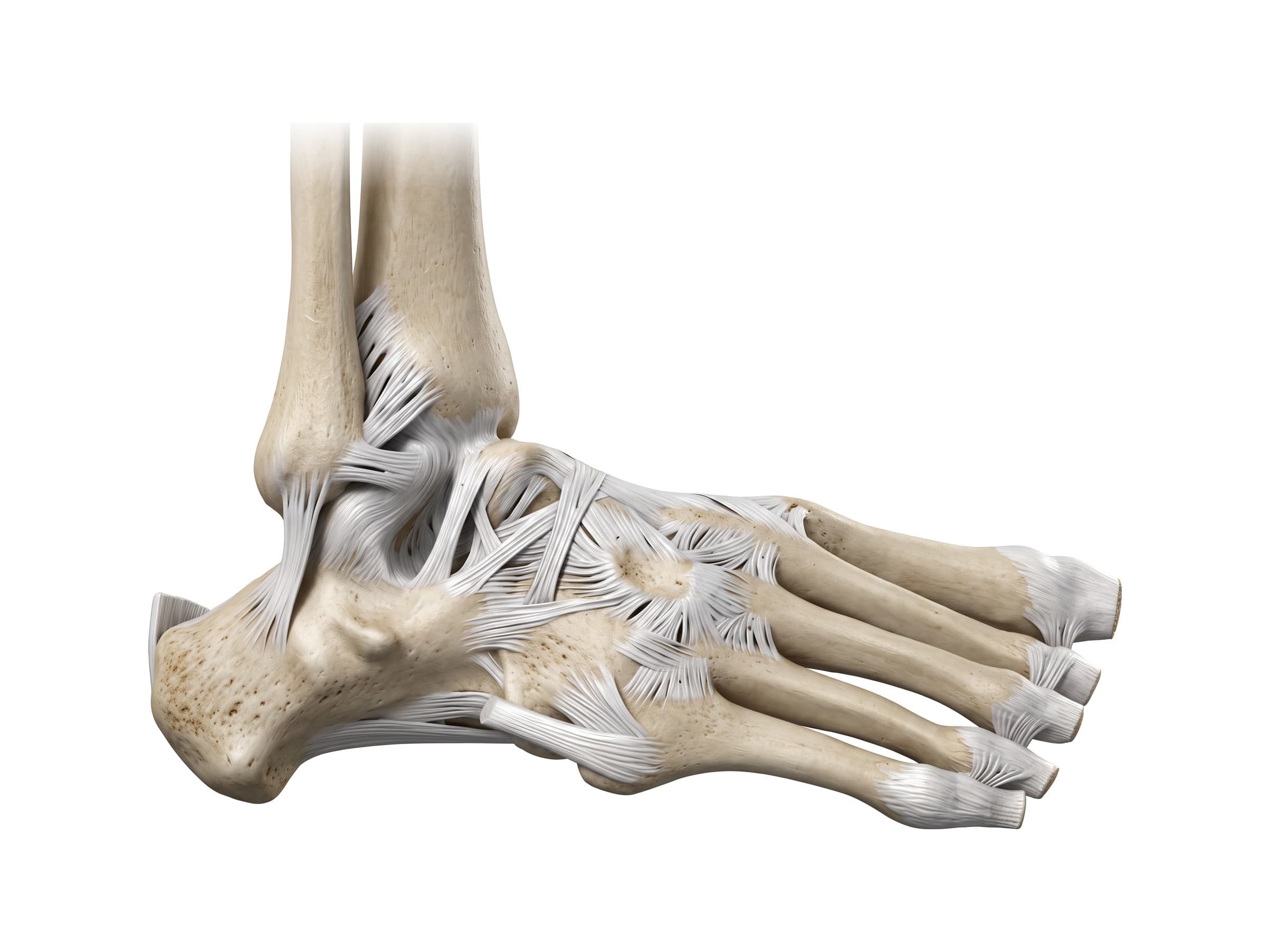 Lateral ankle ligaments (right ankle): ATFL, calcaneofibular ligament and anterior tibiofibular ligament