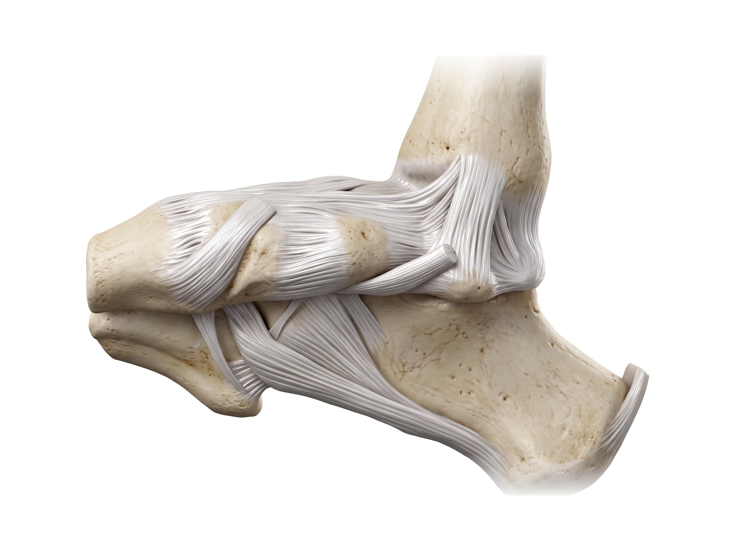 Deltoid ligament and medial ankle ligaments (right ankle, inner side)