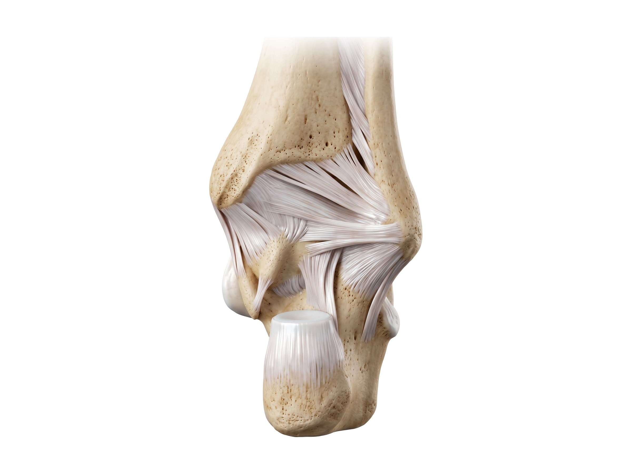 Ankle ligaments from behind (right ankle): posterior tibiofibular, posterior talofibular and calcaneofibular