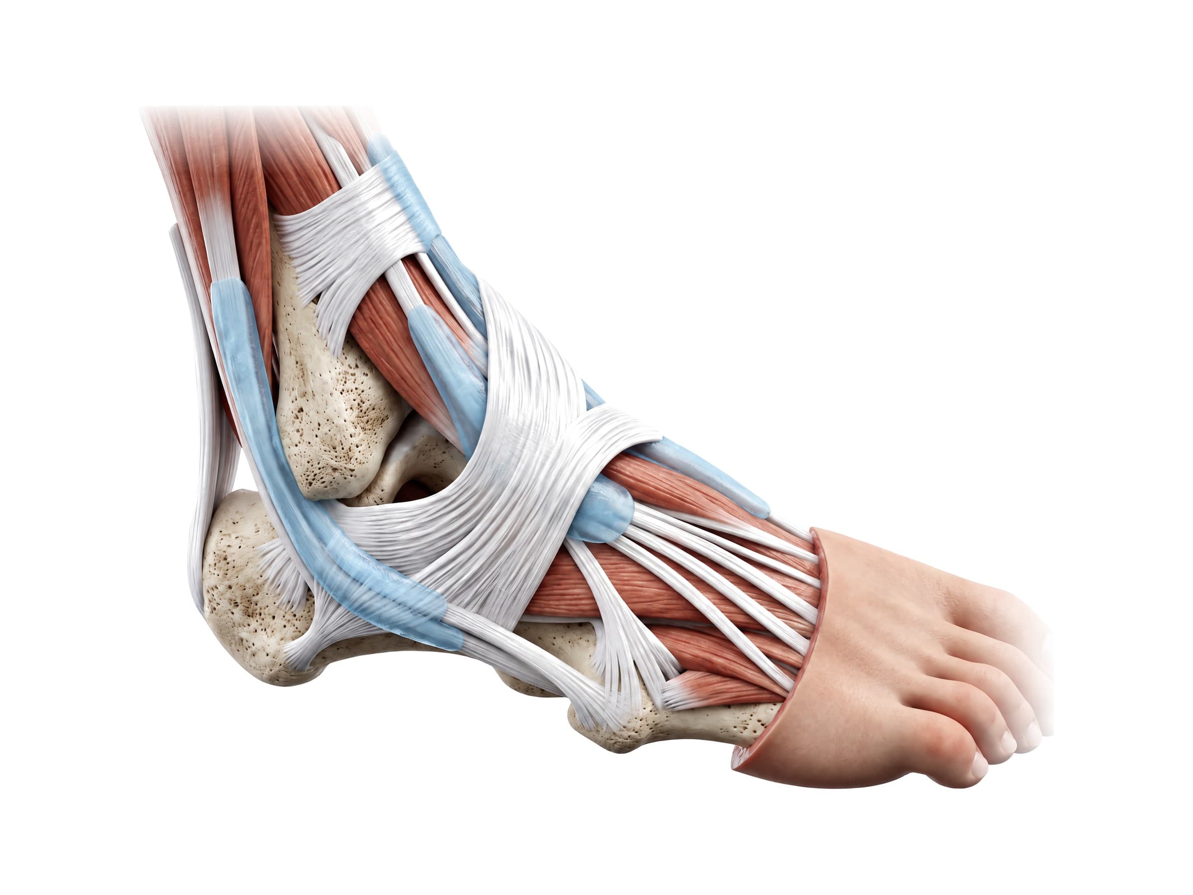 Ankle tendons on the outer side (right ankle): peroneal tendons, Achilles tendon and extensor tendons