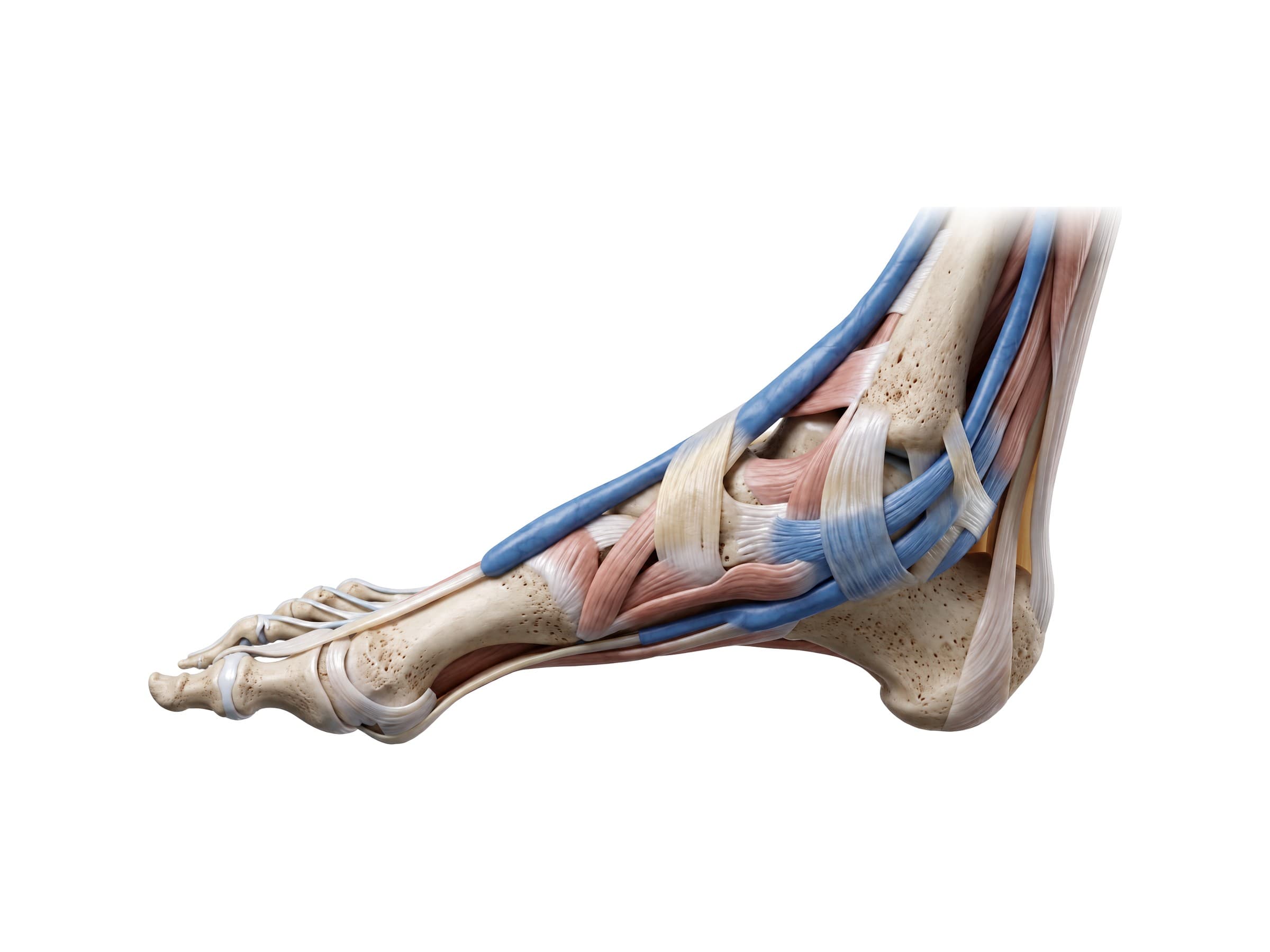Ankle tendons on the inner side (right ankle): tibialis anterior, tibialis posterior and tarsal tunnel