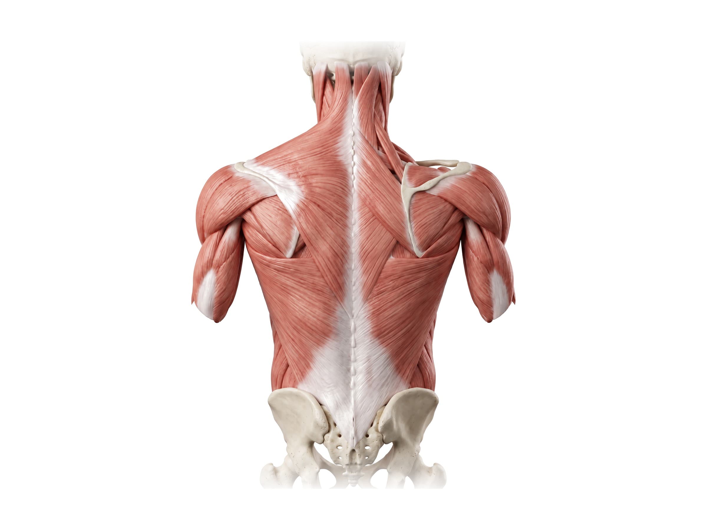 Back muscles anatomy: trapezius, latissimus dorsi, rhomboids and levator scapulae (back view)