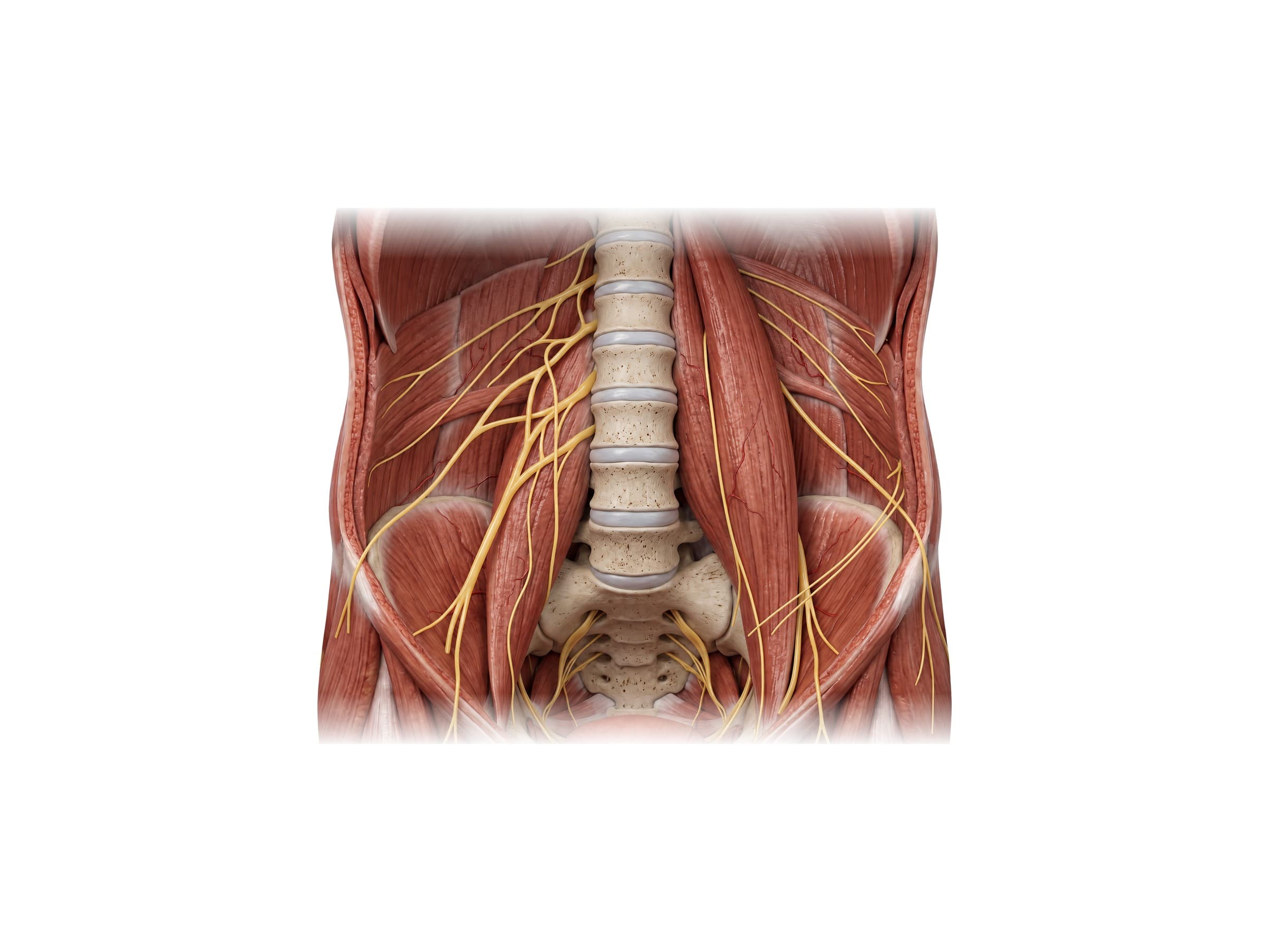Quadratus lumborum, psoas major and lumbar plexus nerves (front view, abdominal organs removed)