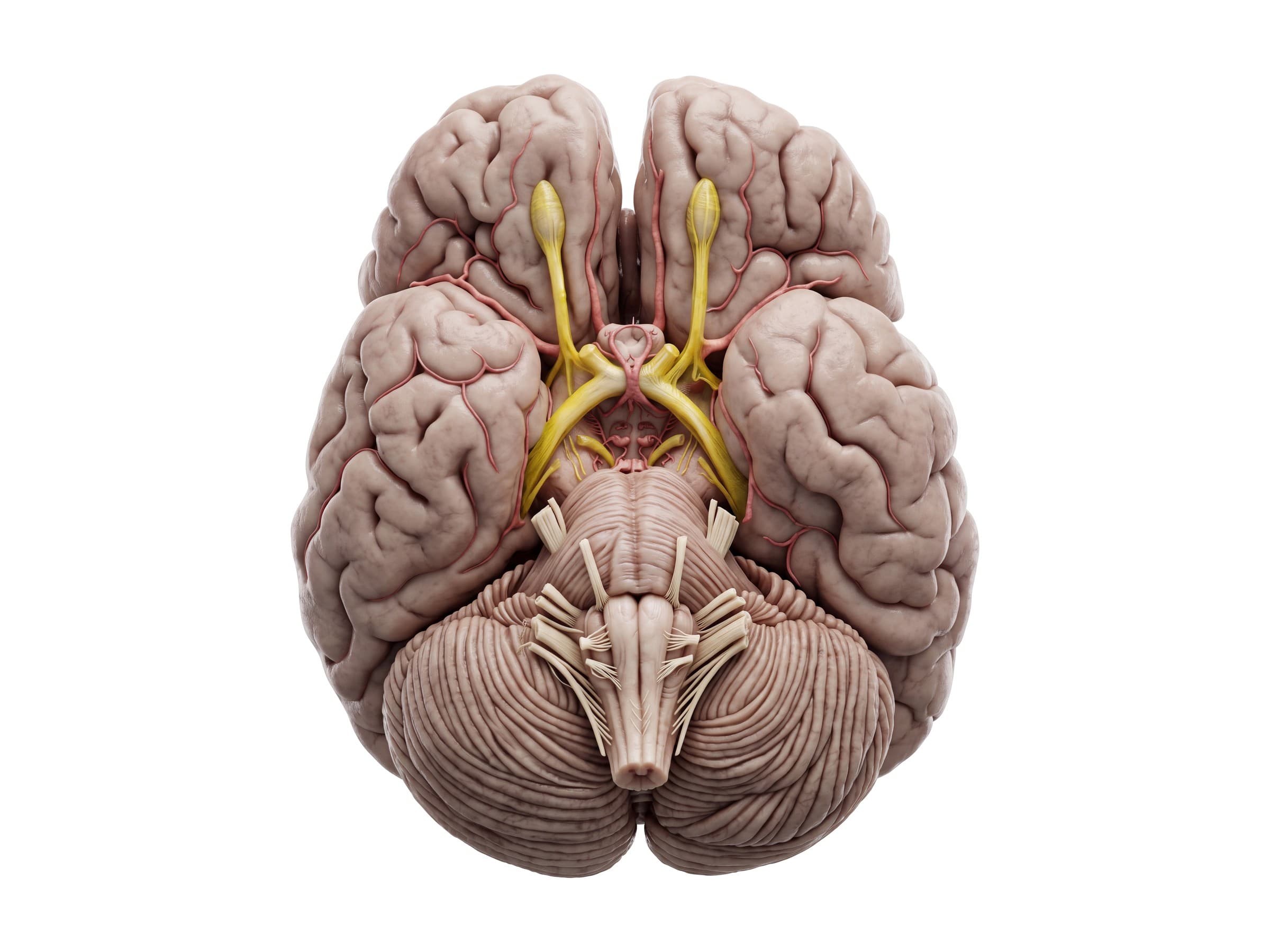 Base of the brain (inferior view) with the cranial nerves, optic chiasm, pons and medulla
