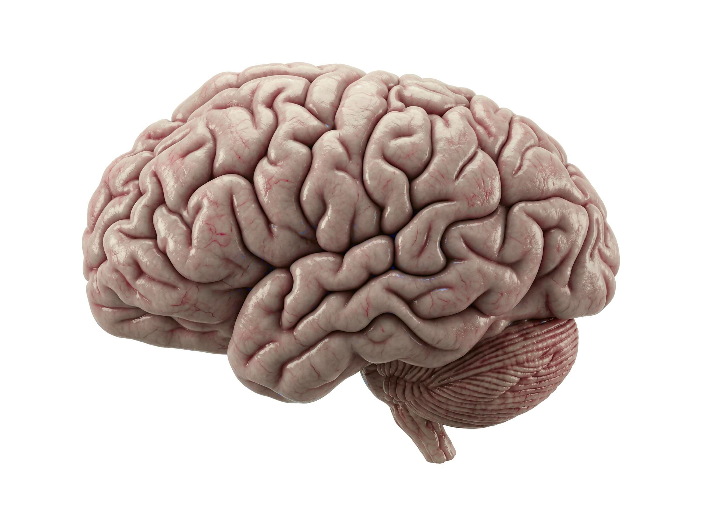 Parts of the brain labeled (left side view): frontal, parietal, temporal and occipital lobes, cerebellum and brainstem