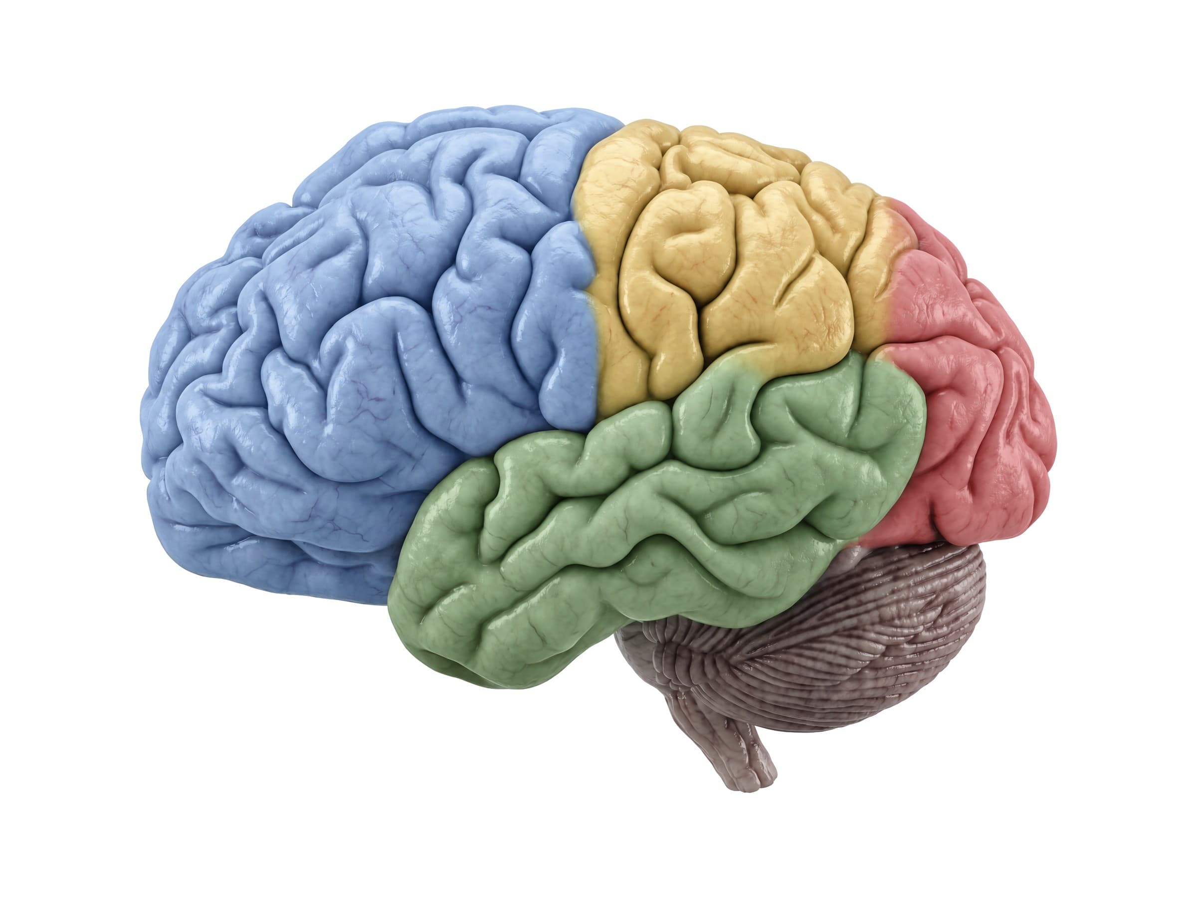 Lobes of the brain (left side view) in color: frontal, parietal, temporal and occipital lobes