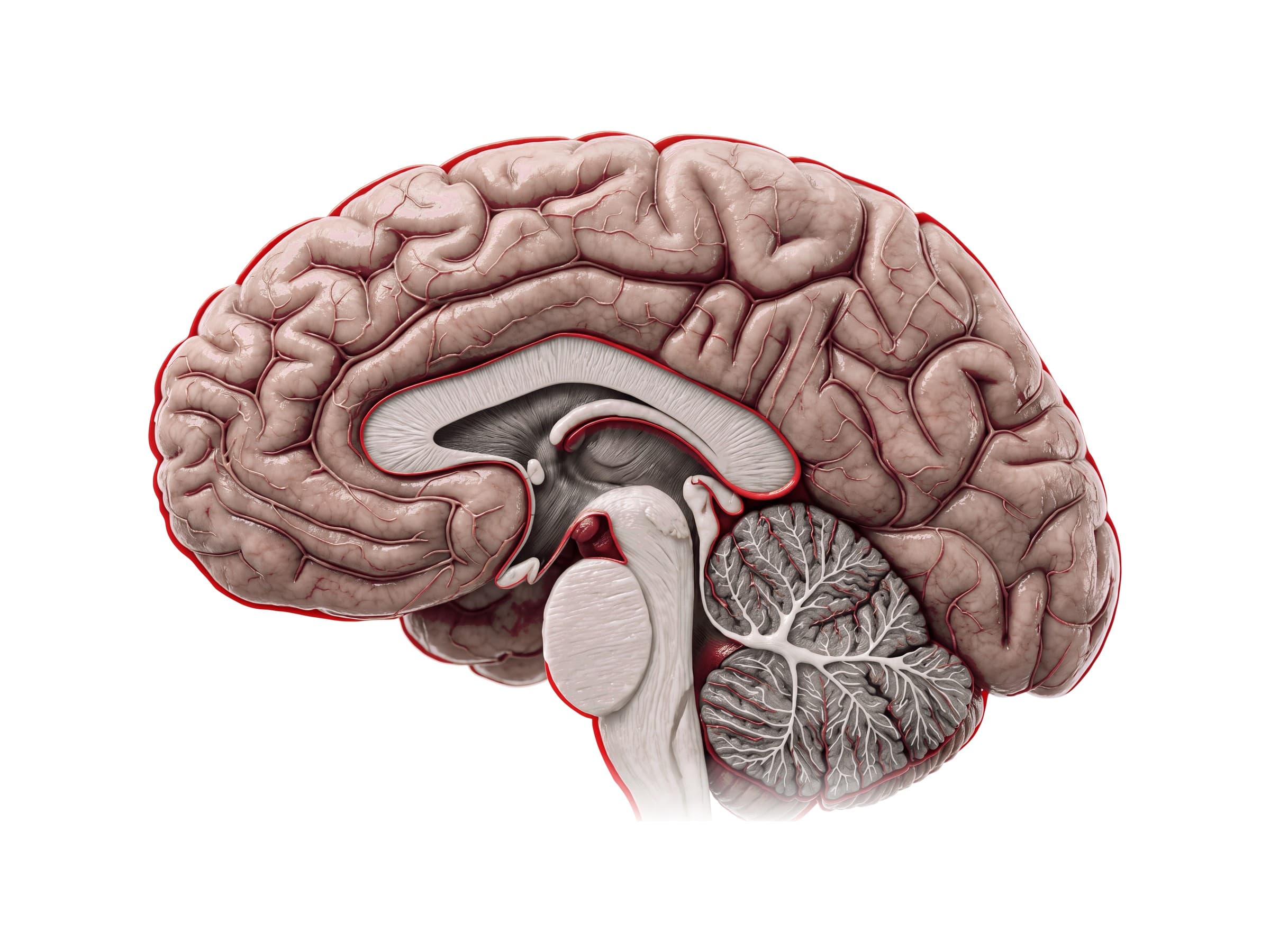 Midsagittal section of the brain: corpus callosum, thalamus, brainstem and cerebellum