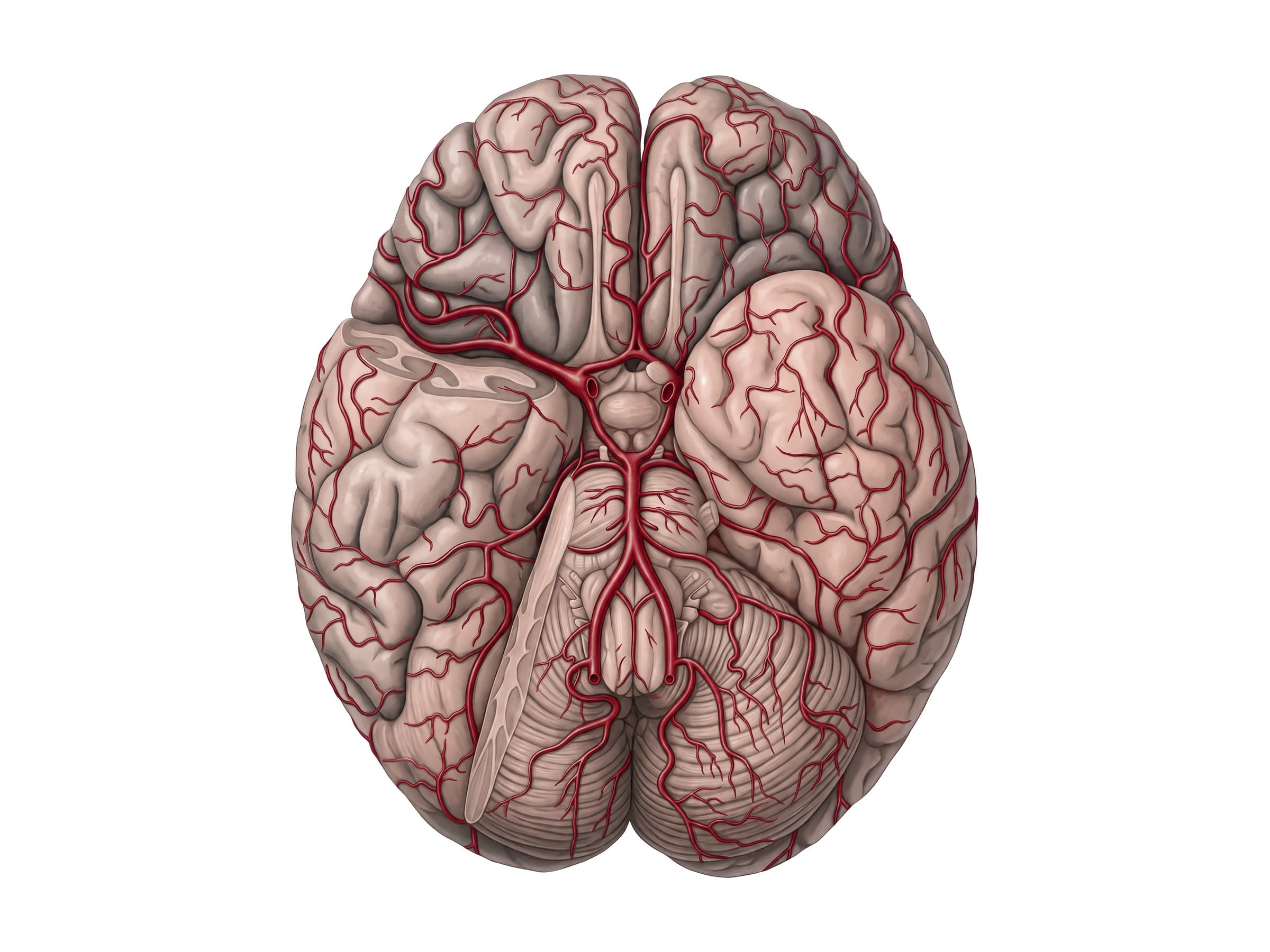 Circle of Willis (inferior view of the brain): cerebral, carotid, basilar and vertebral arteries