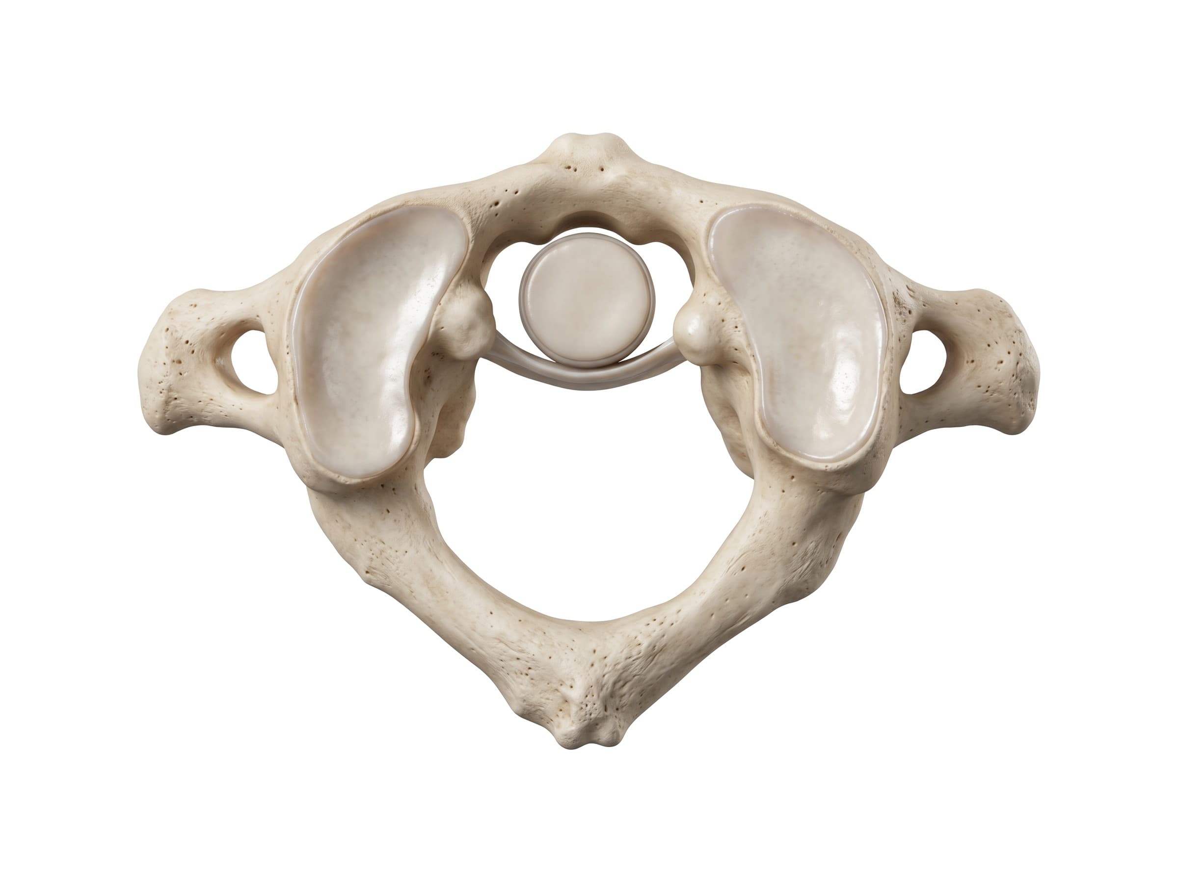 Atlas (C1) vertebra from above: anterior arch, superior articular facets, transverse ligament and posterior arch