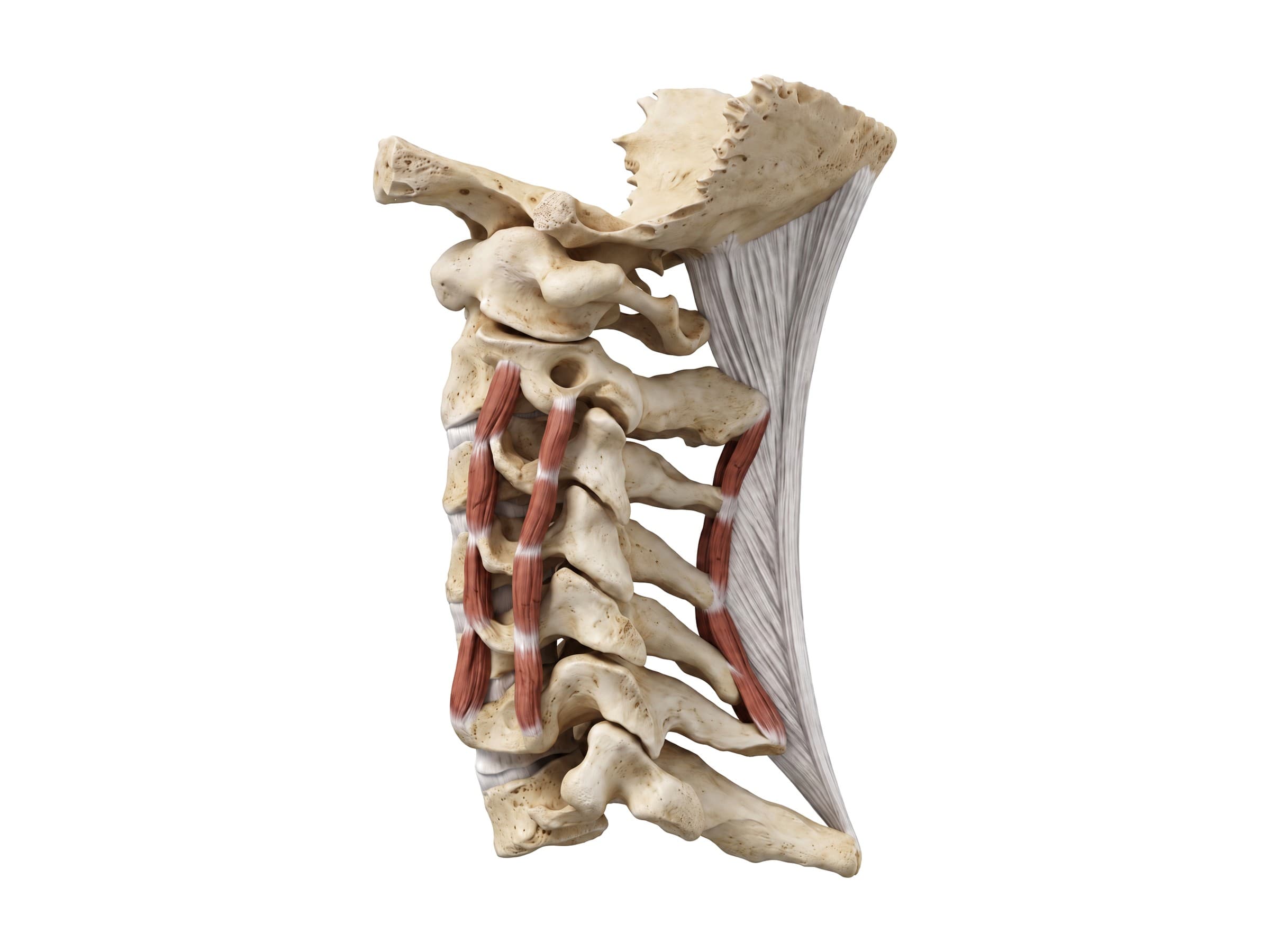 Cervical spine anatomy (side view): C1 to C7 vertebrae, occipital bone and nuchal ligament