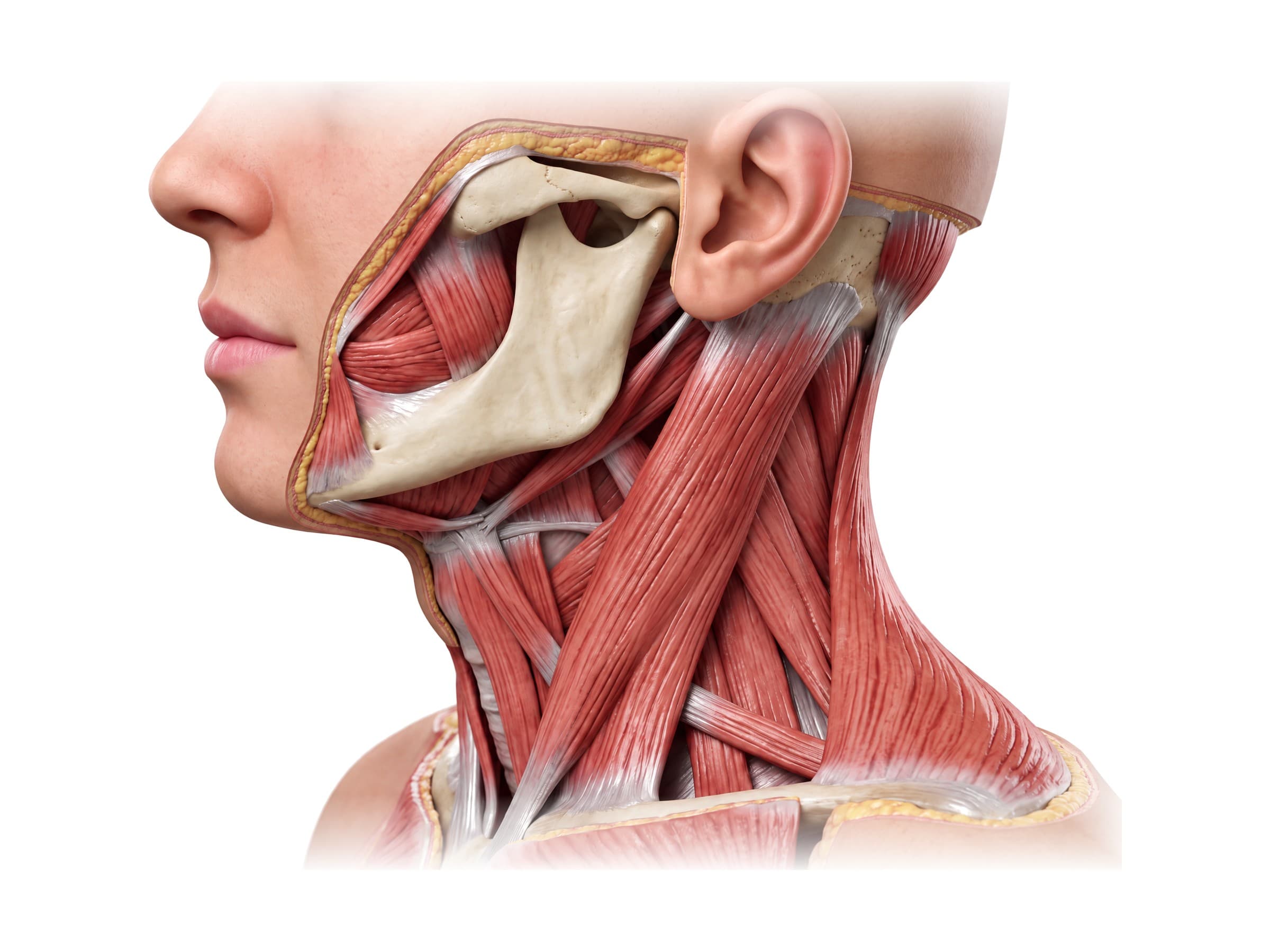 Neck muscles (left side view): sternocleidomastoid, trapezius, scalenes, levator scapulae and masseter