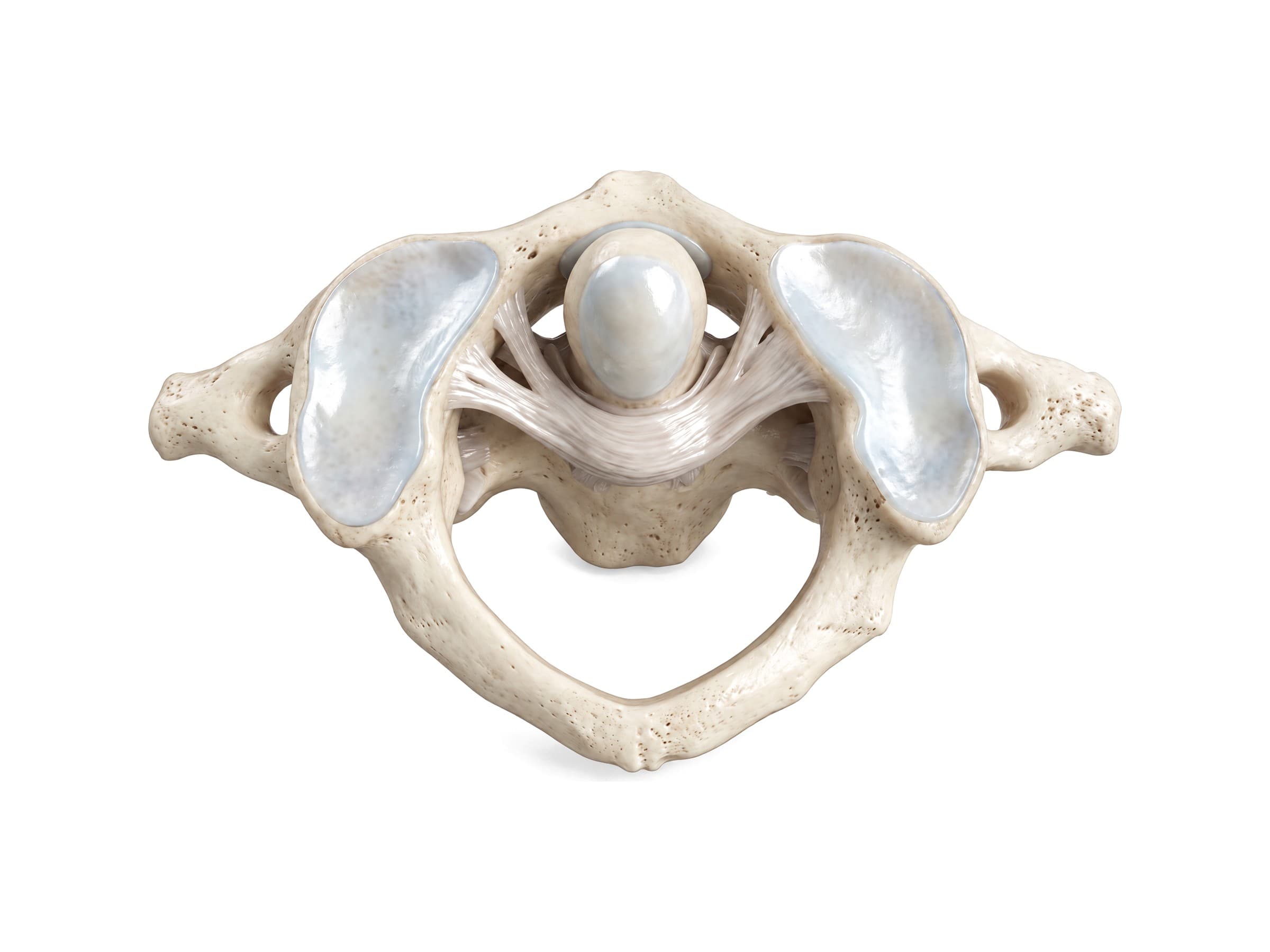 Transverse ligament of the atlas (top view): dens of C2 held against the anterior arch of C1