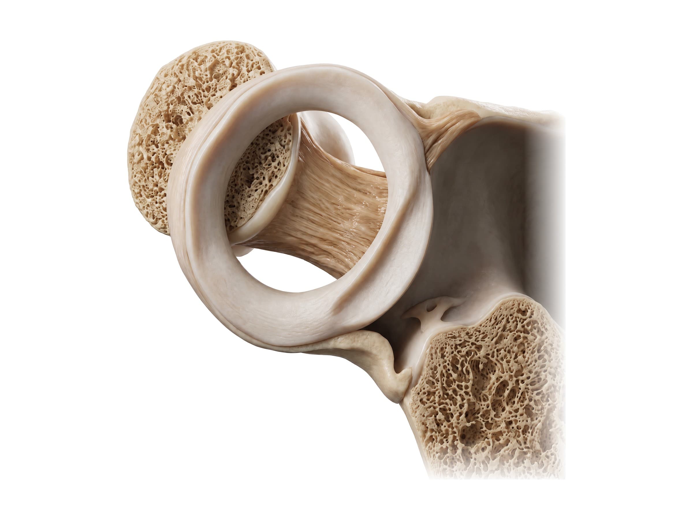 Annular ligament seen from above, with the radial head cut away and the trochlear notch of the ulna