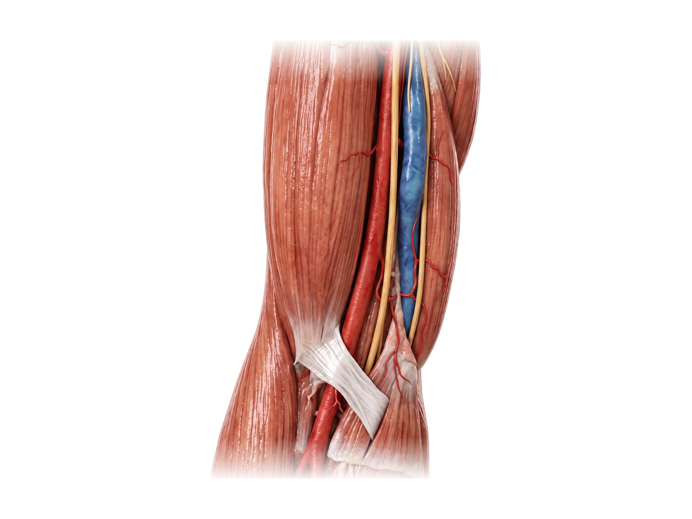 Cubital fossa (left arm, front): brachial artery, median nerve, ulnar nerve and bicipital aponeurosis