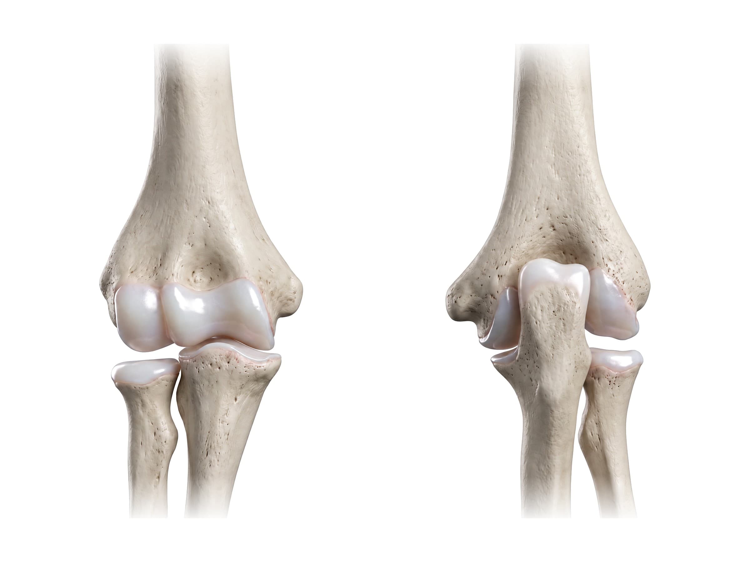 Elbow bones from the front and back (right elbow): humerus, radius, ulna, olecranon, capitulum and trochlea