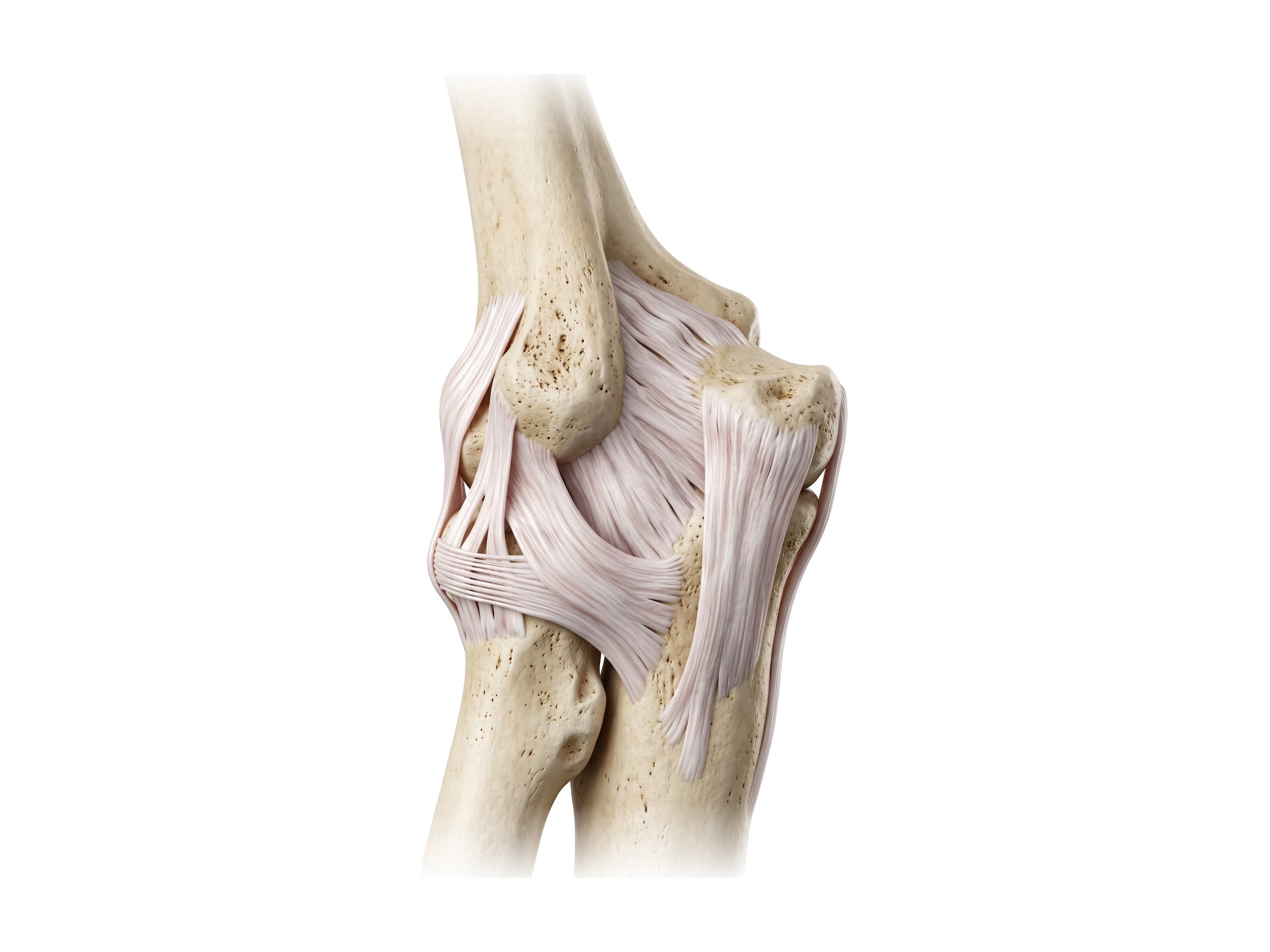 Radial collateral and annular ligaments (left elbow, outer side)