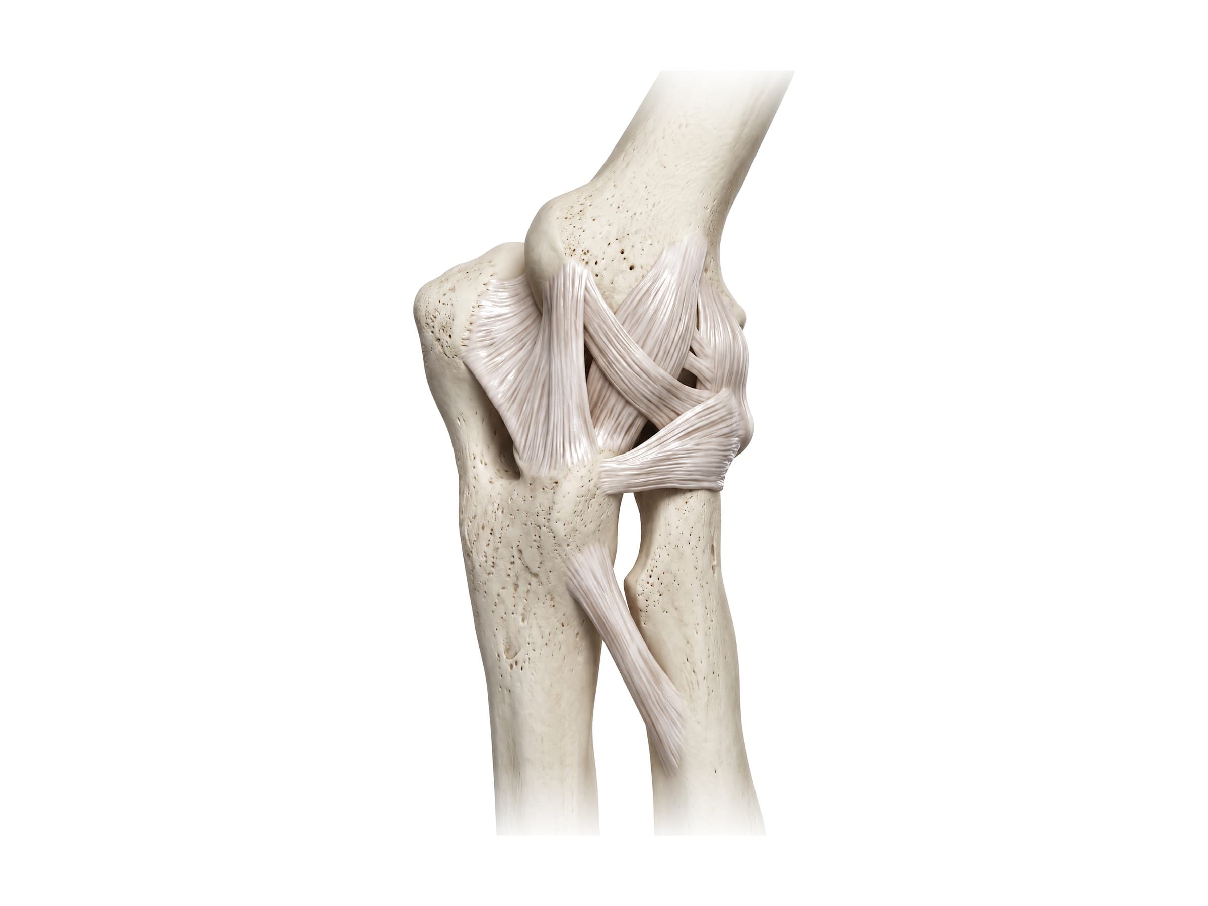 Ulnar collateral ligament (left elbow, inner side): anterior and posterior bundles, annular ligament and oblique cord