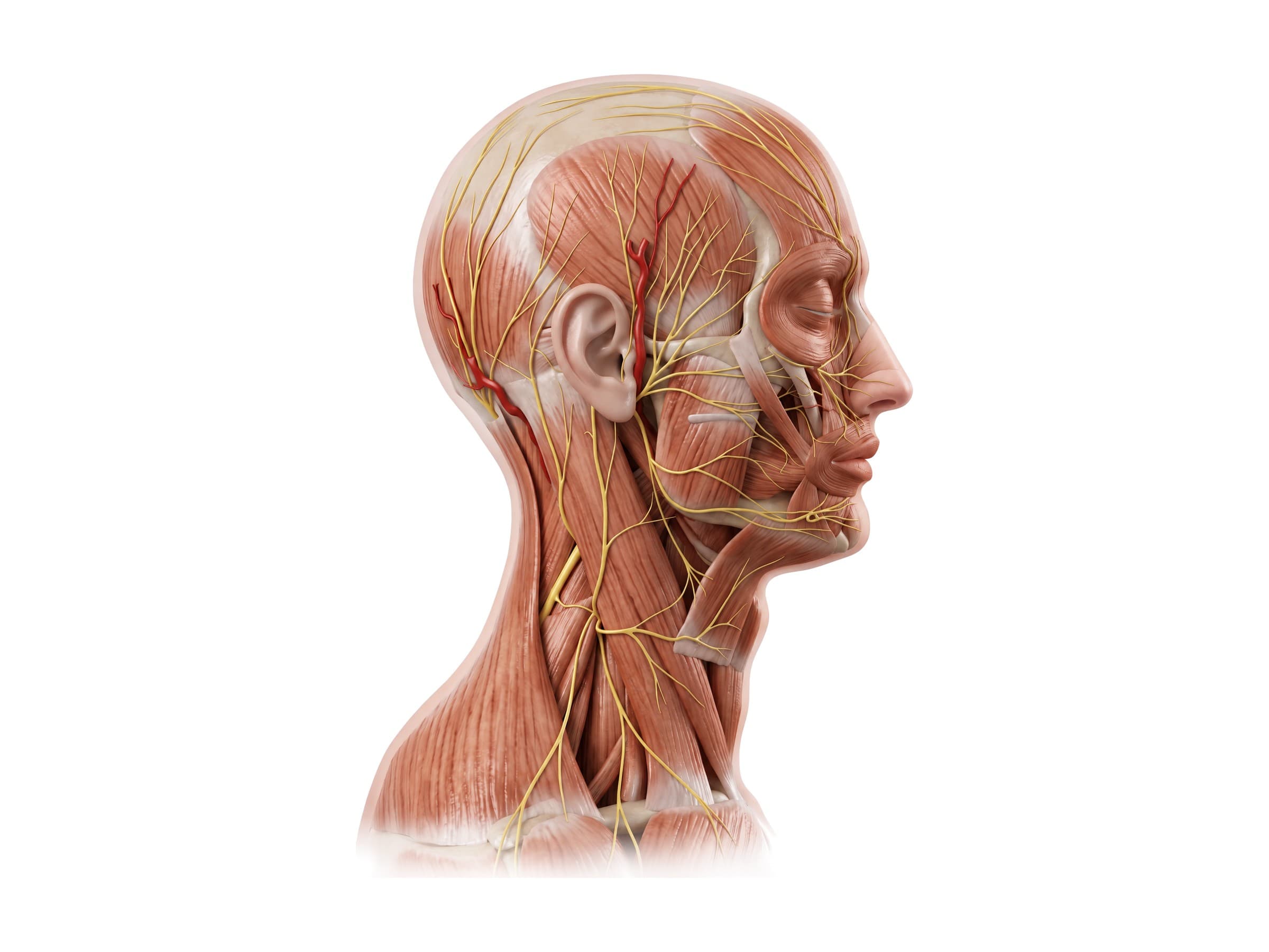 Facial nerve branches (right side of the face): temporal, zygomatic, buccal, marginal mandibular and cervical
