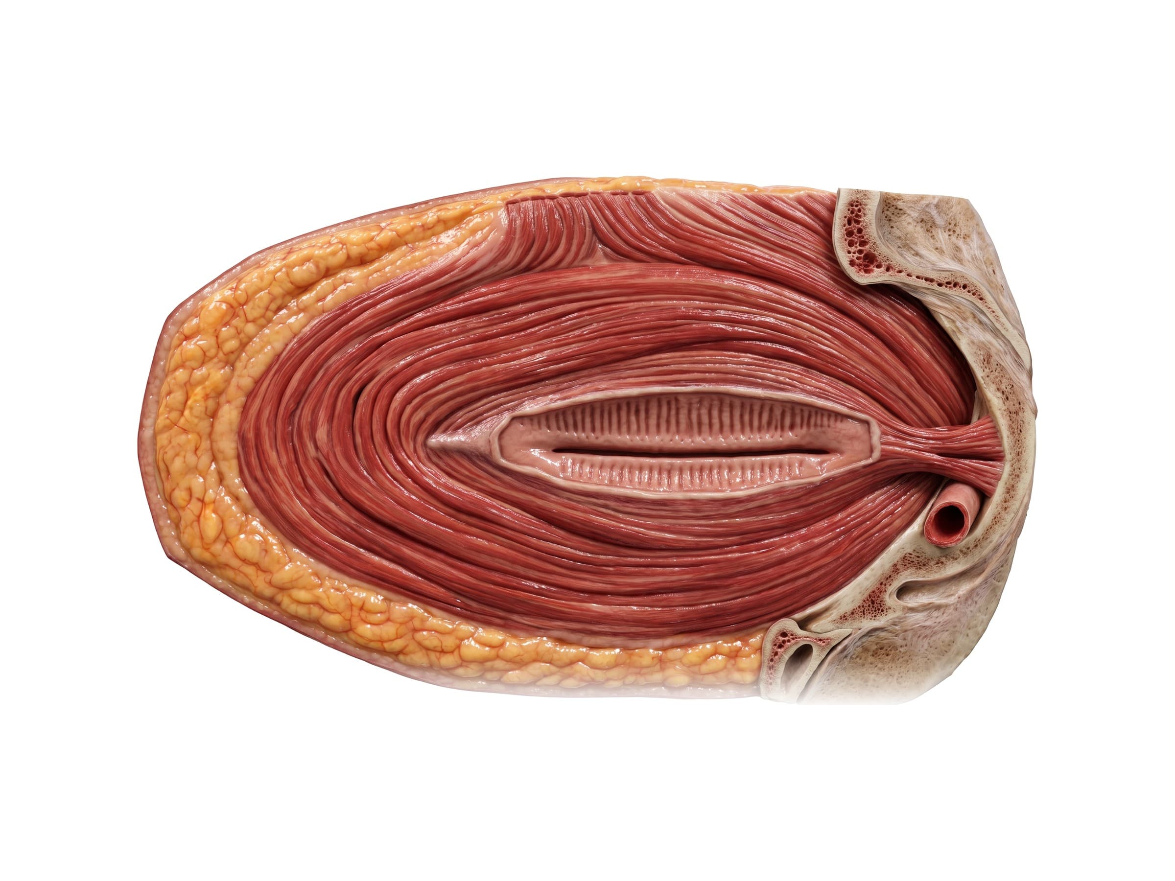Orbicularis oculi muscle (right eye, front view): orbital, palpebral and lacrimal parts