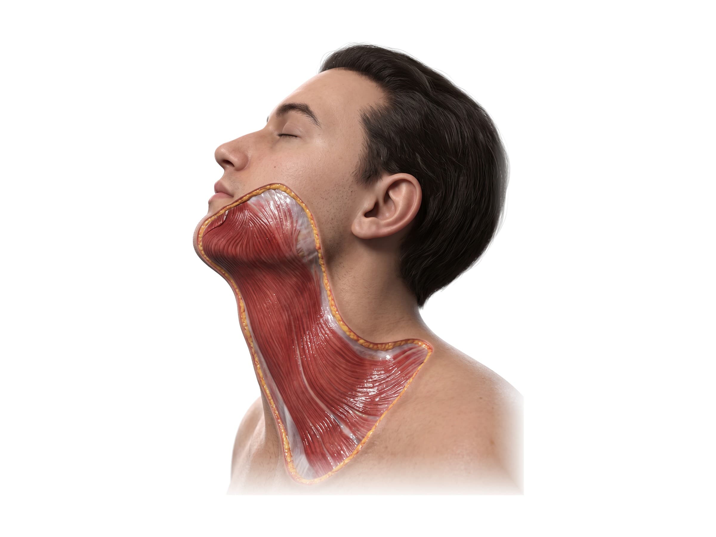 Platysma muscle (left side of the neck), from the jaw down over the collarbone