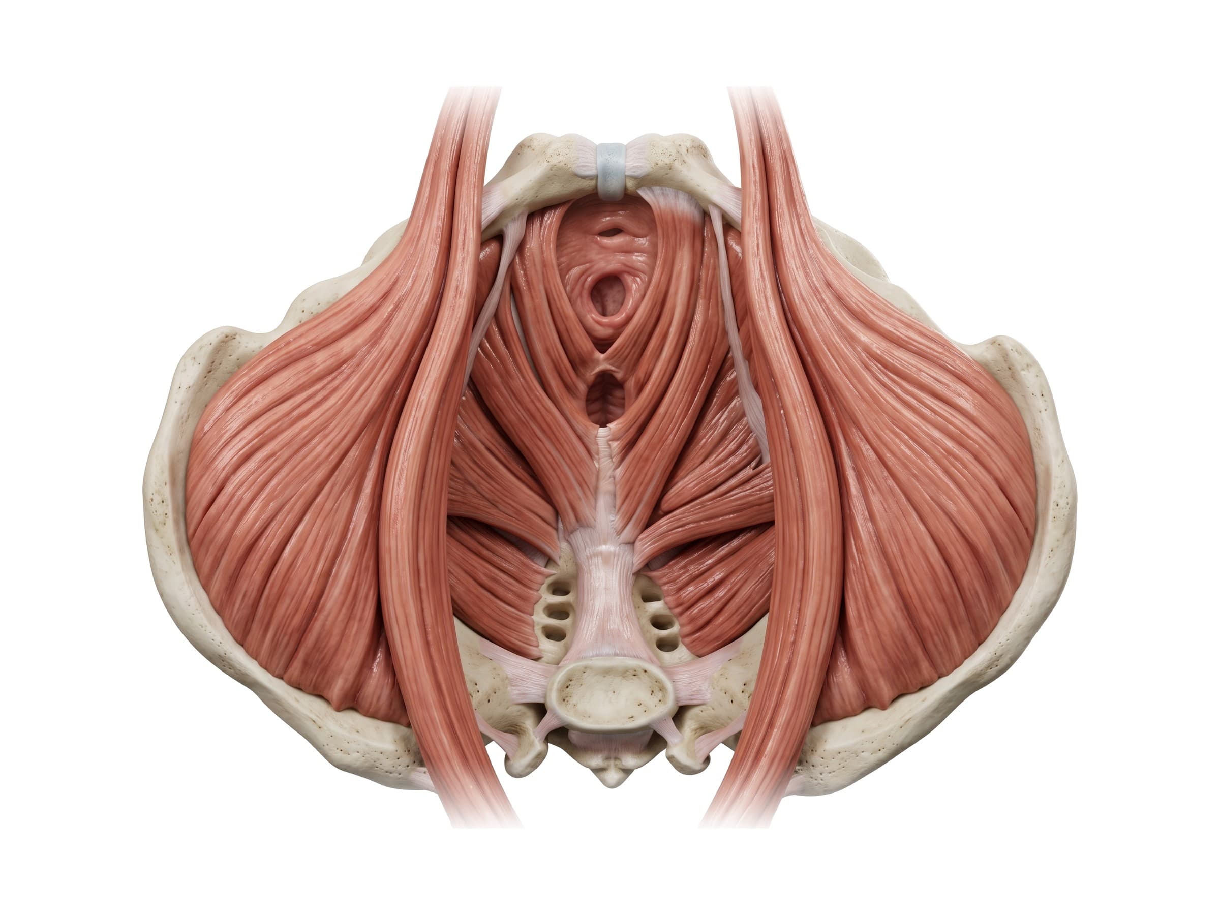 Female pelvic floor from above: levator ani with the urethra, vagina and anal canal passing through