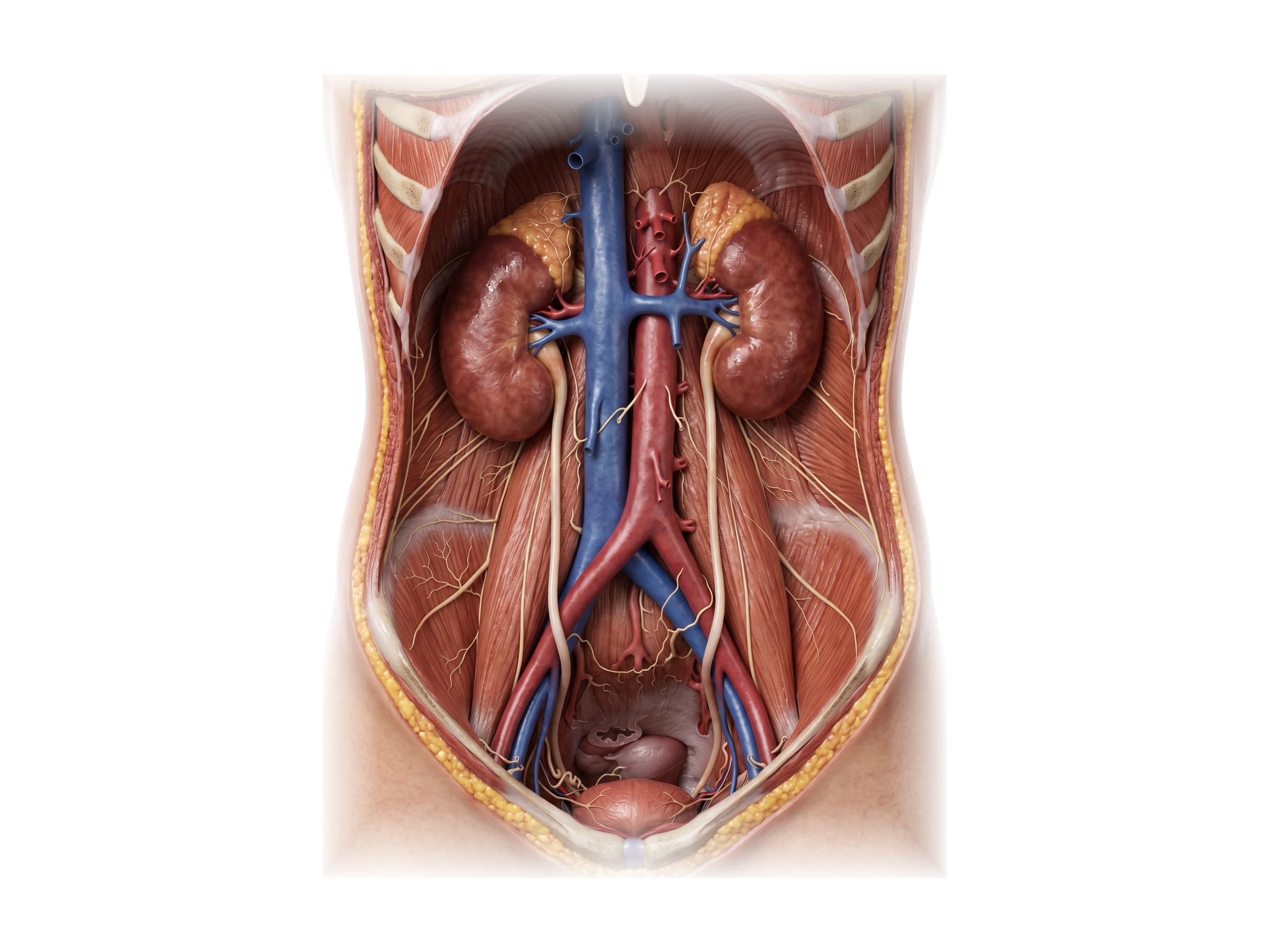 Ureters in the female abdomen (front view): kidneys, aorta, vena cava and ureters running down to the uterus and bladder