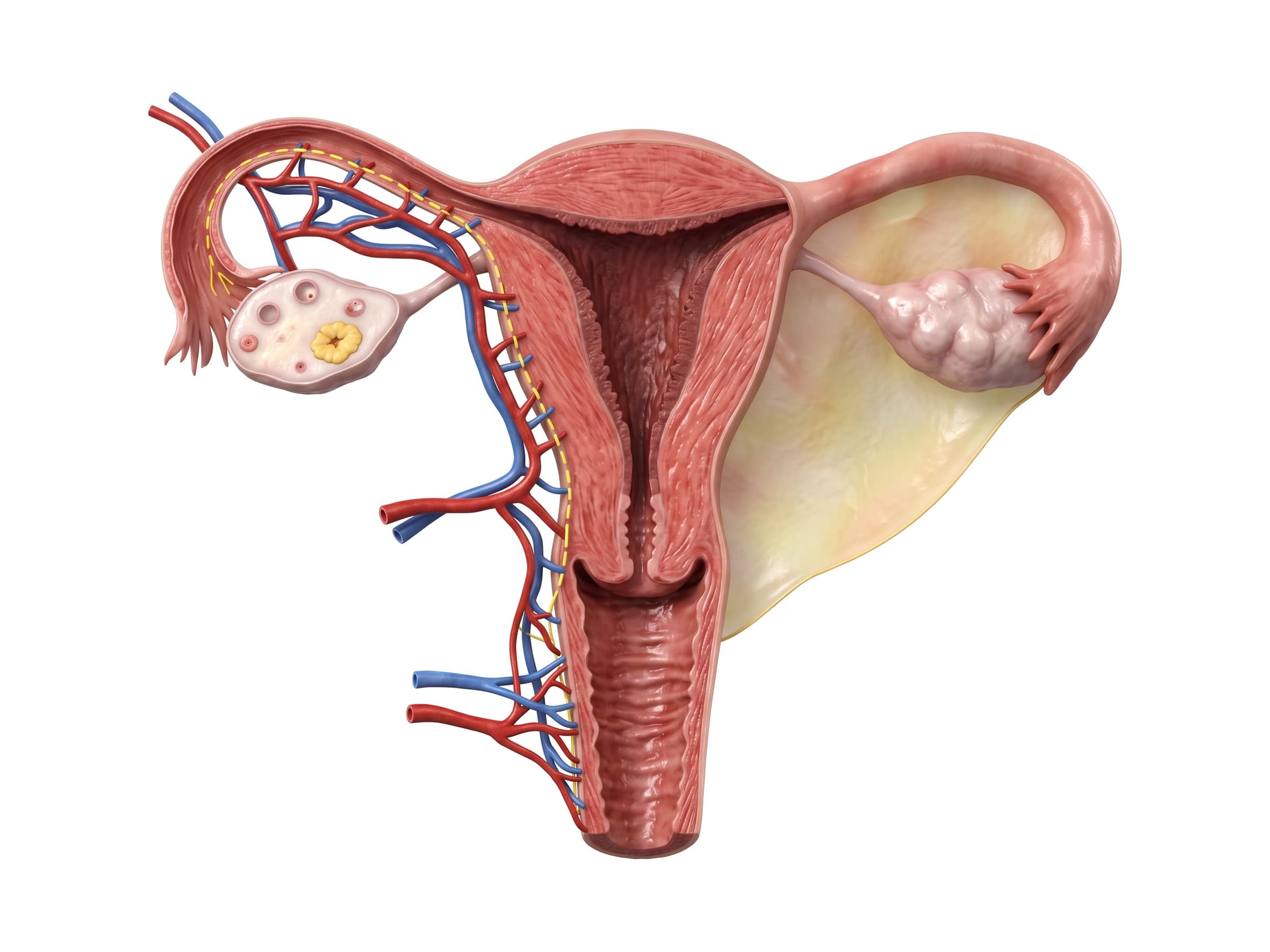 Uterus cross section (front view): uterine cavity, endometrium, myometrium, cervix, fallopian tubes and ovaries