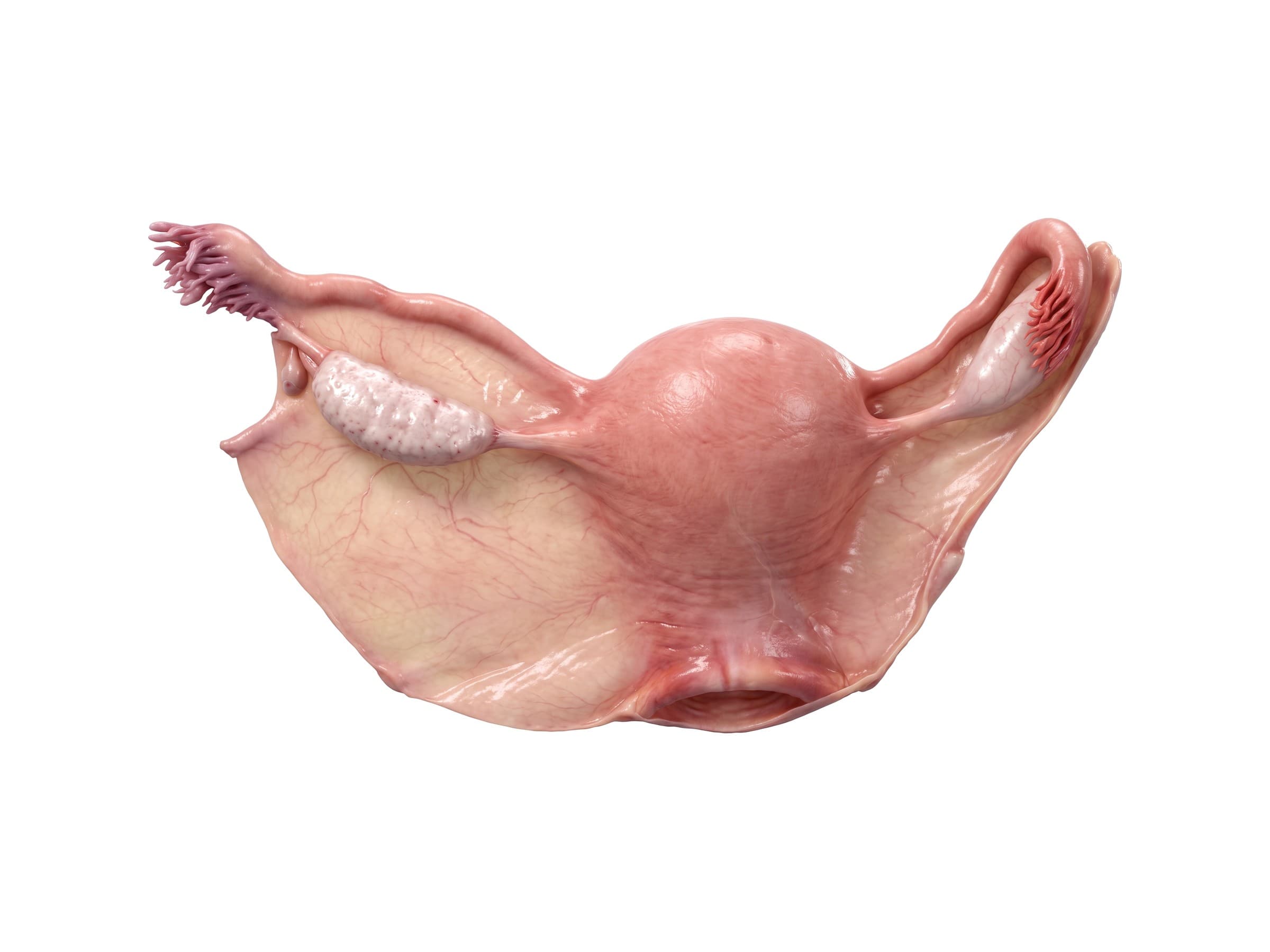 Uterus, ovaries and fallopian tubes from behind: broad ligament, ovarian ligament and right ureter