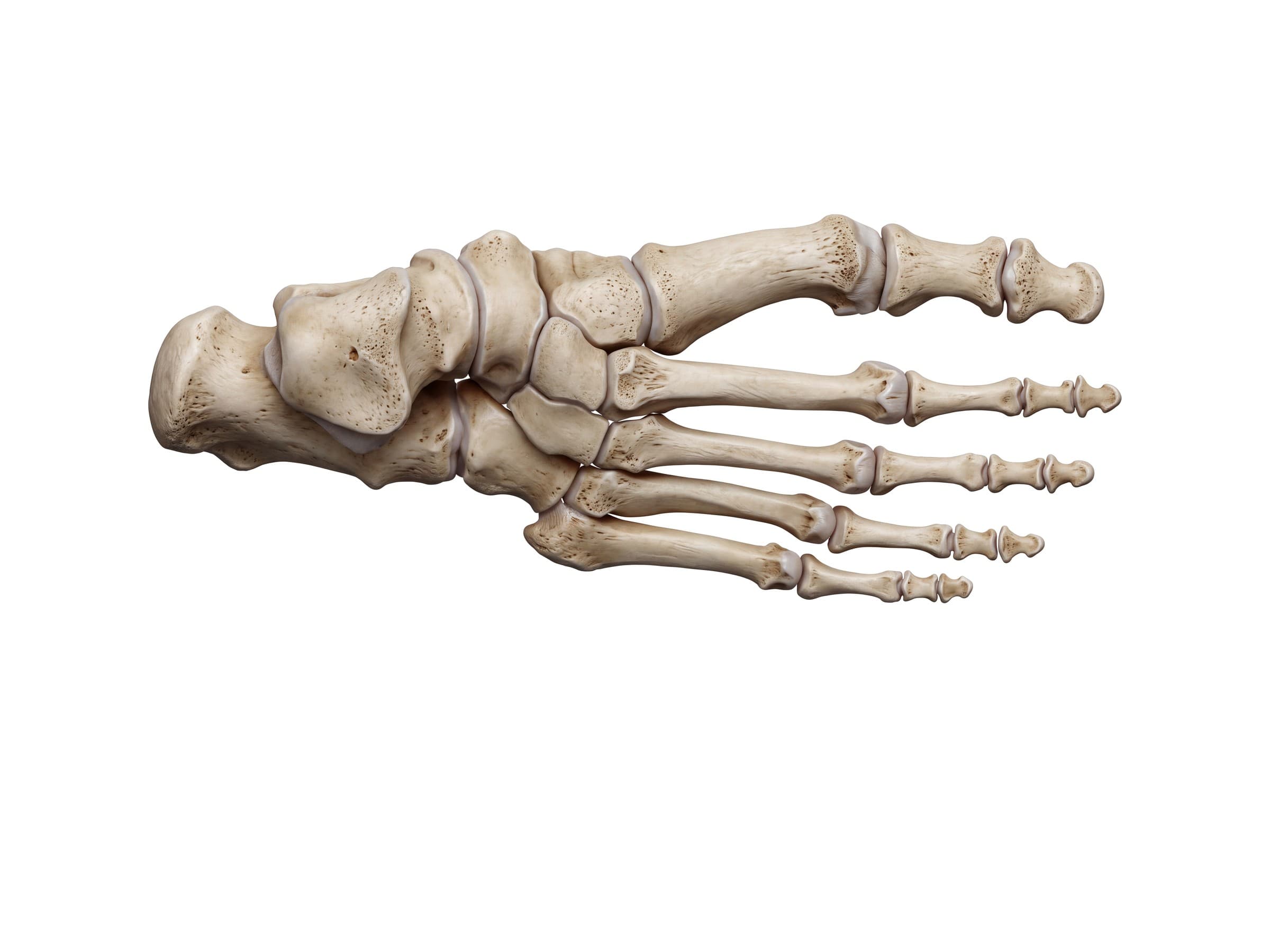 Foot bones labeled (right foot, top view): tarsals, metatarsals and phalanges