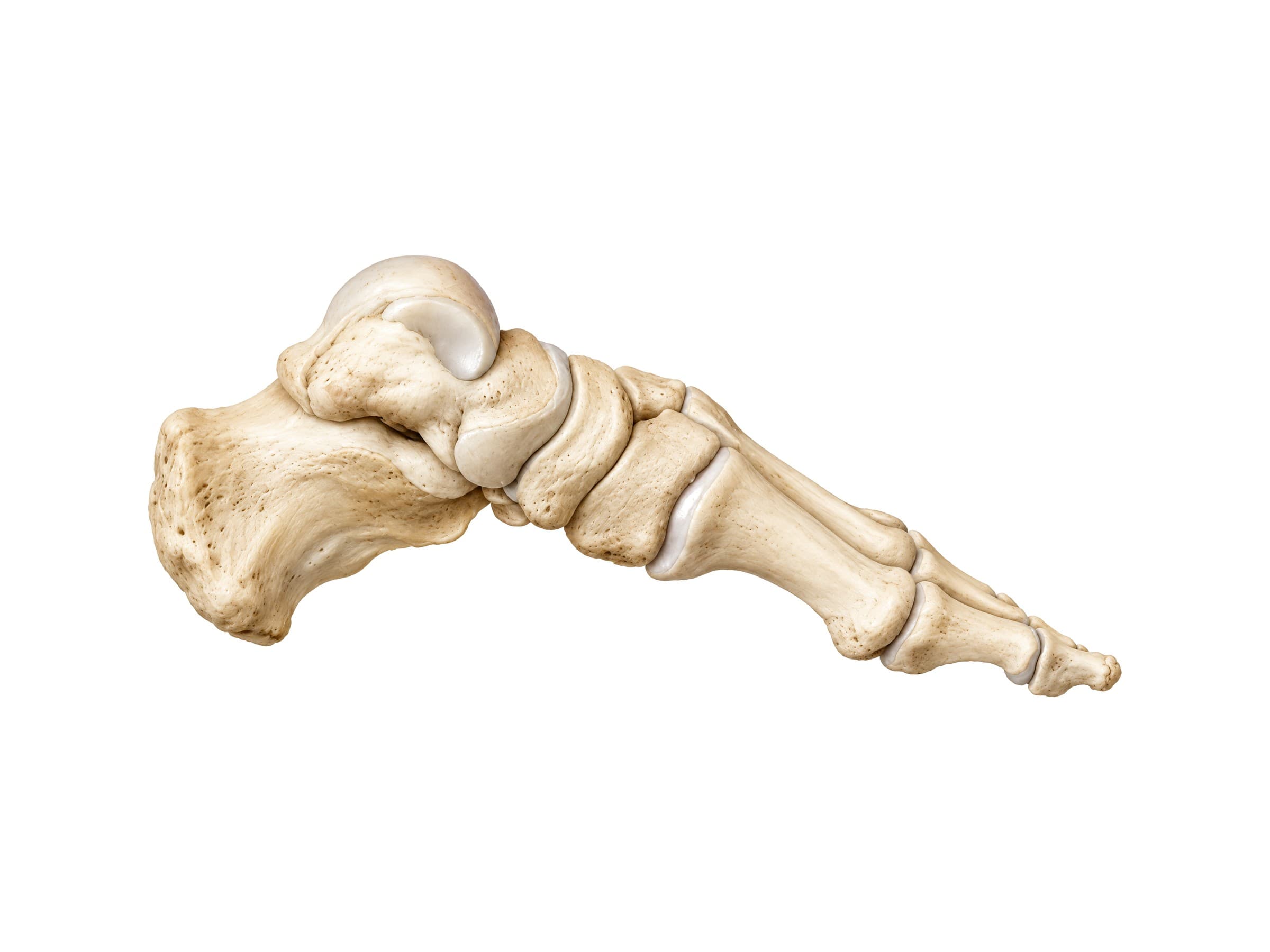 Foot bones from the inner side (left foot), showing the medial longitudinal arch