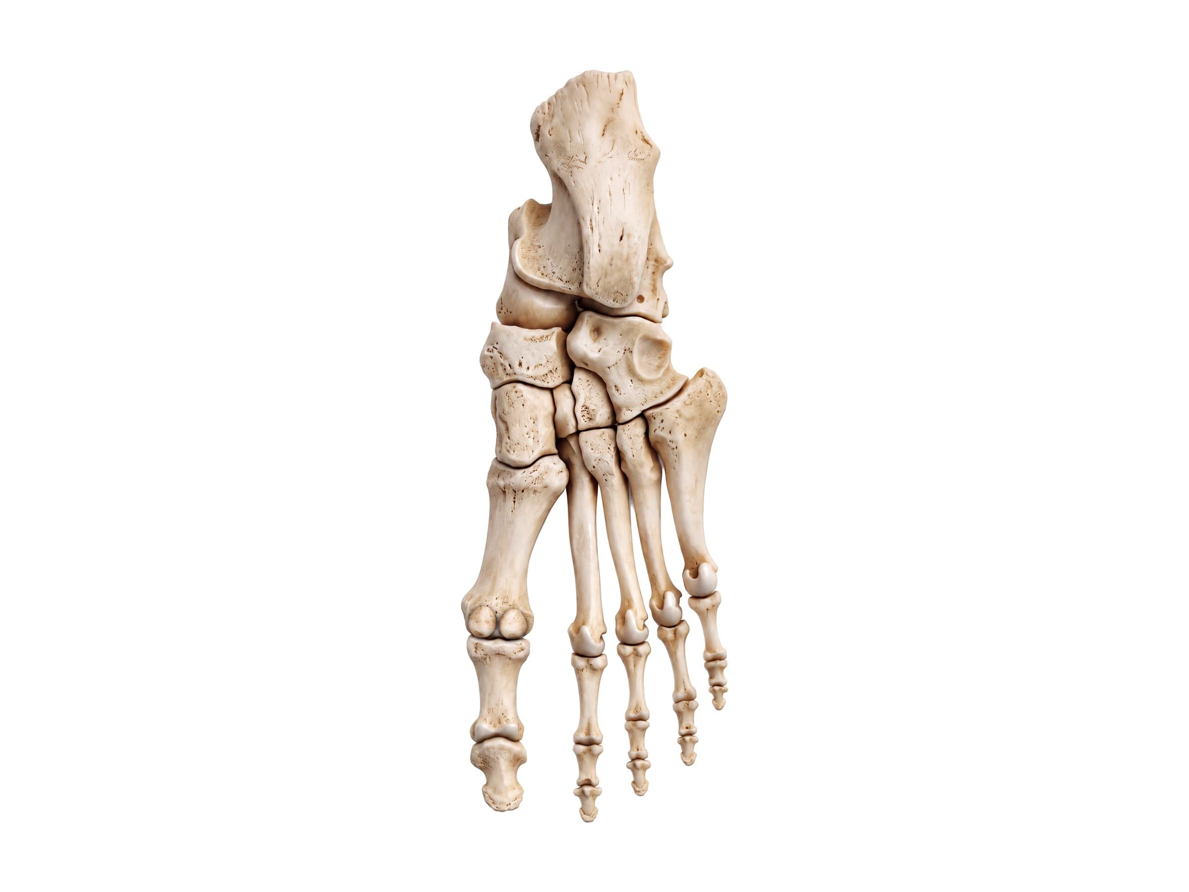 Bones of the bottom of the foot (right foot, sole view) with the two sesamoid bones