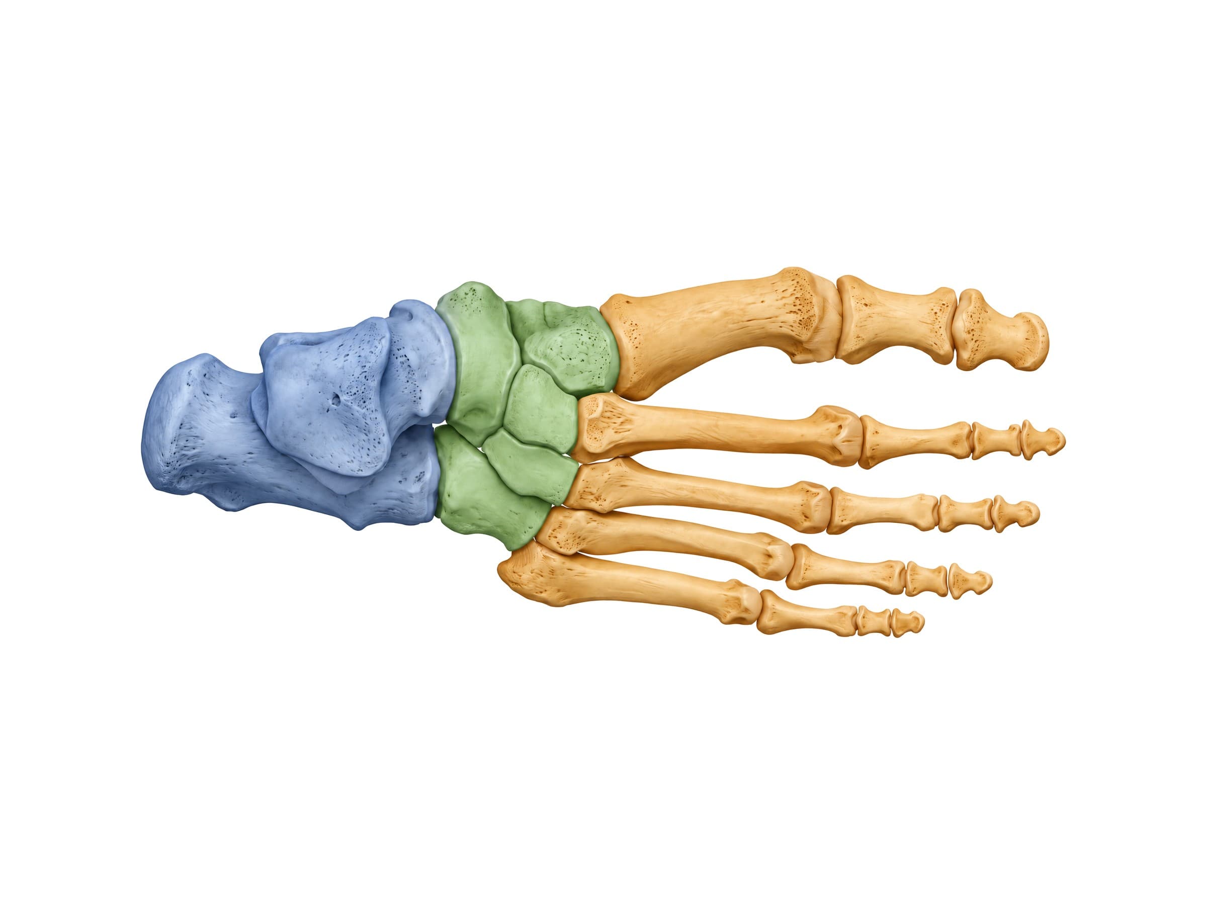 Hindfoot, midfoot and forefoot bones (right foot, top view) in three colors