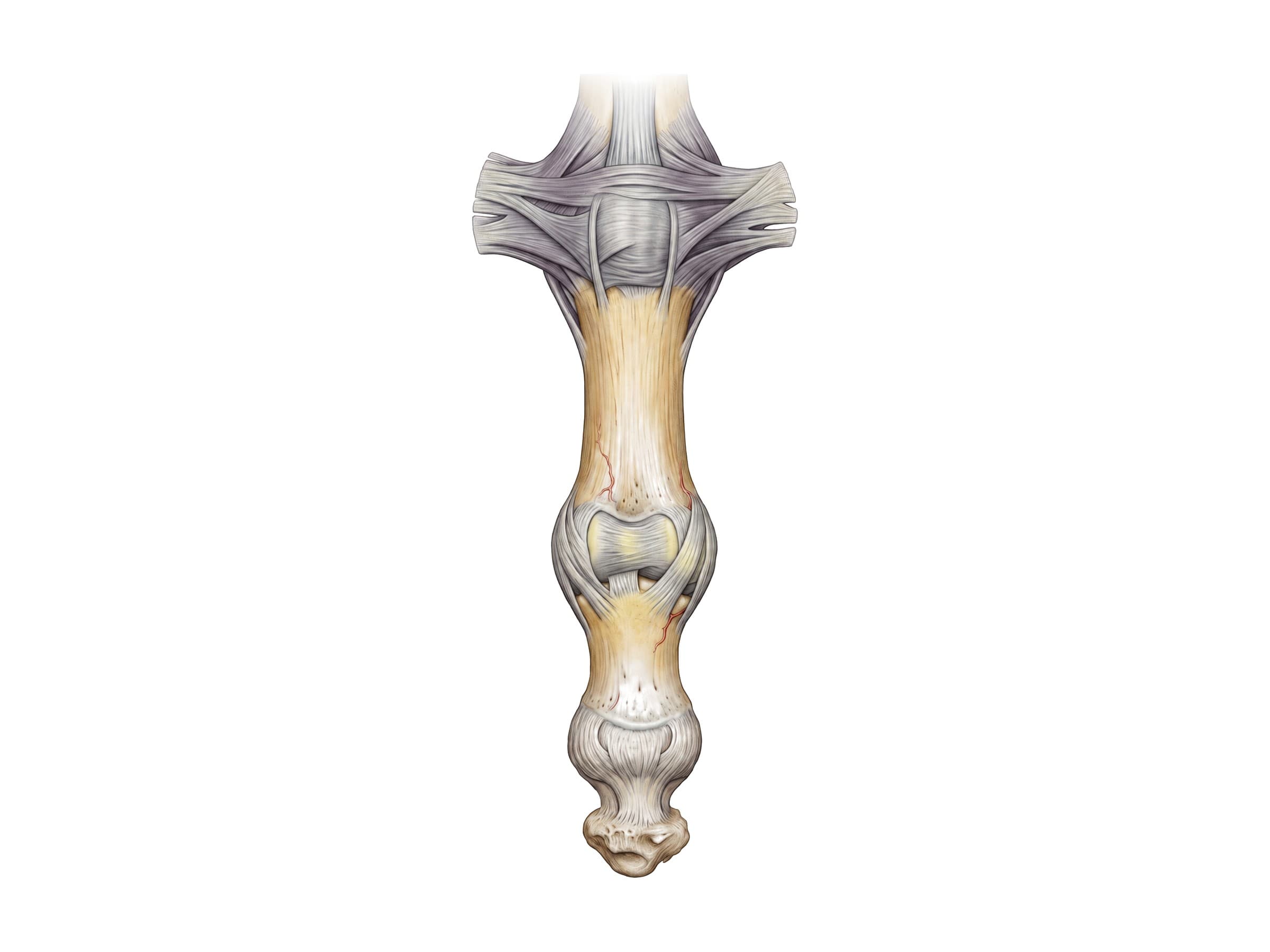 Finger joints (MCP, PIP and DIP) with their volar plates and collateral ligaments