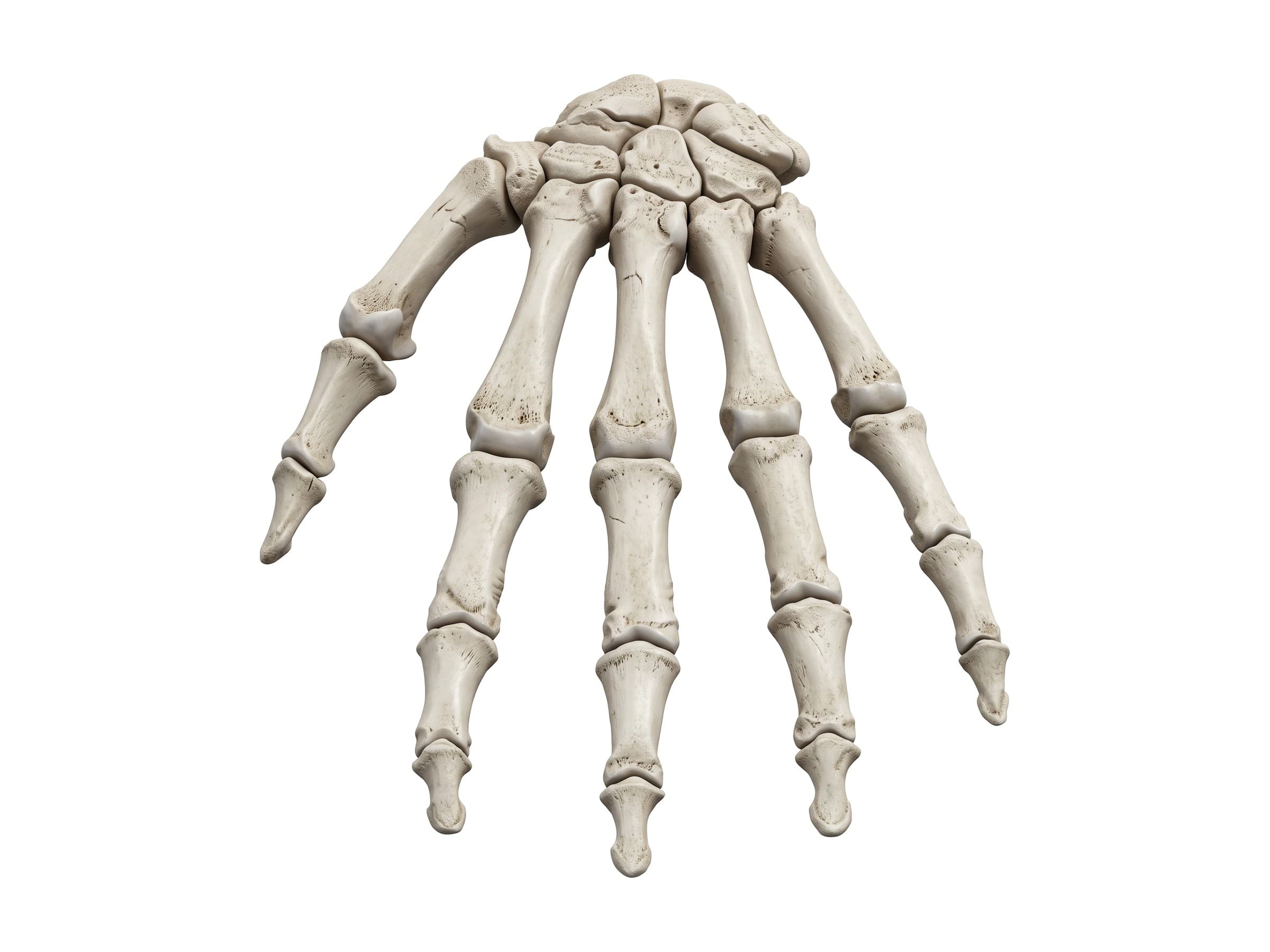 Bones of the hand and wrist (left hand, back view): carpal bones, metacarpals and phalanges