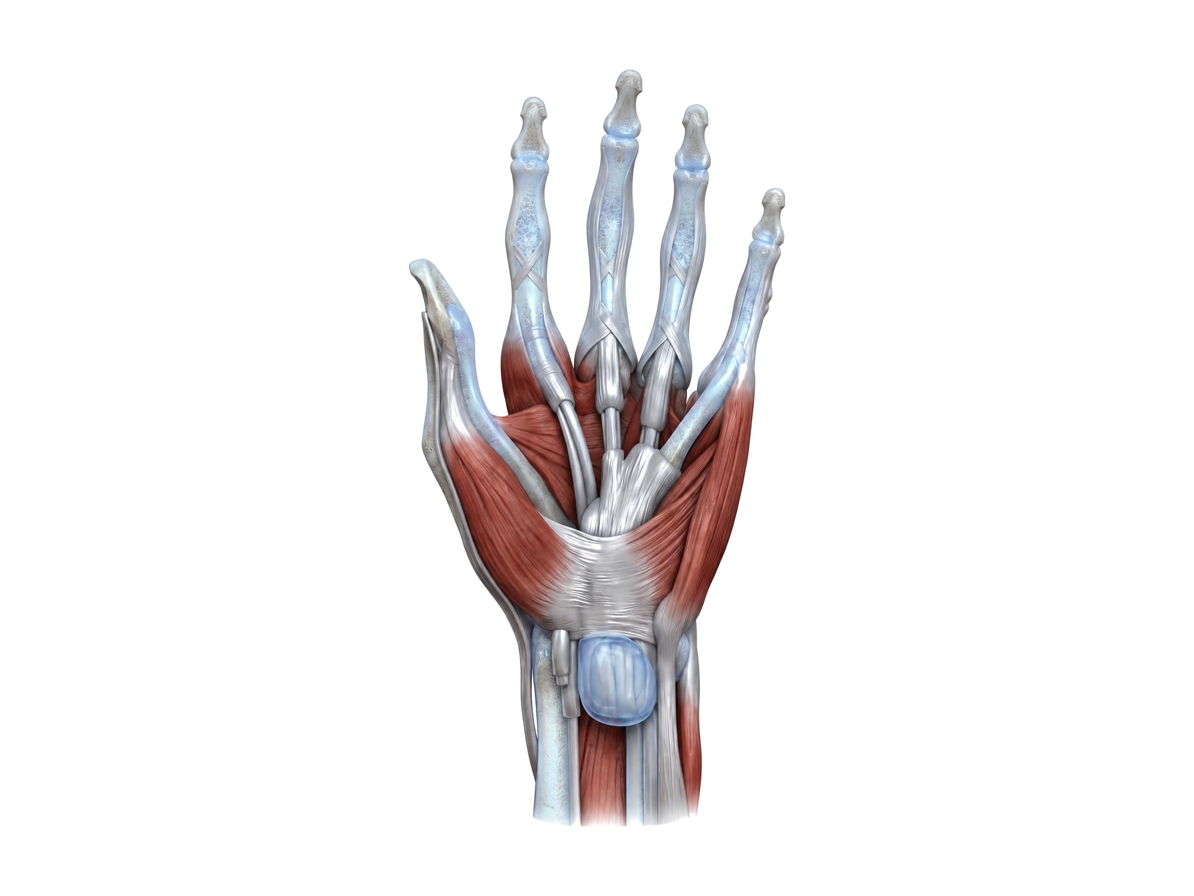 Flexor tendons of the hand and their synovial sheaths (left palm)