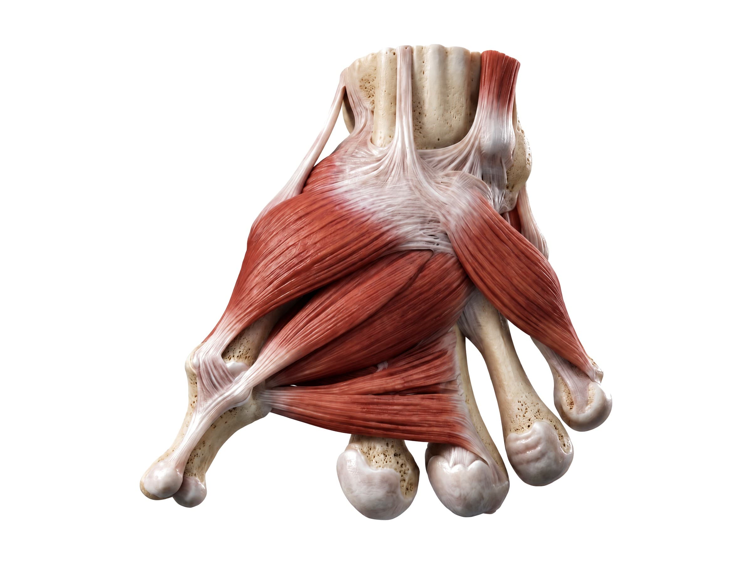 Muscles of the hand: thenar, hypothenar and adductor pollicis muscles of the palm