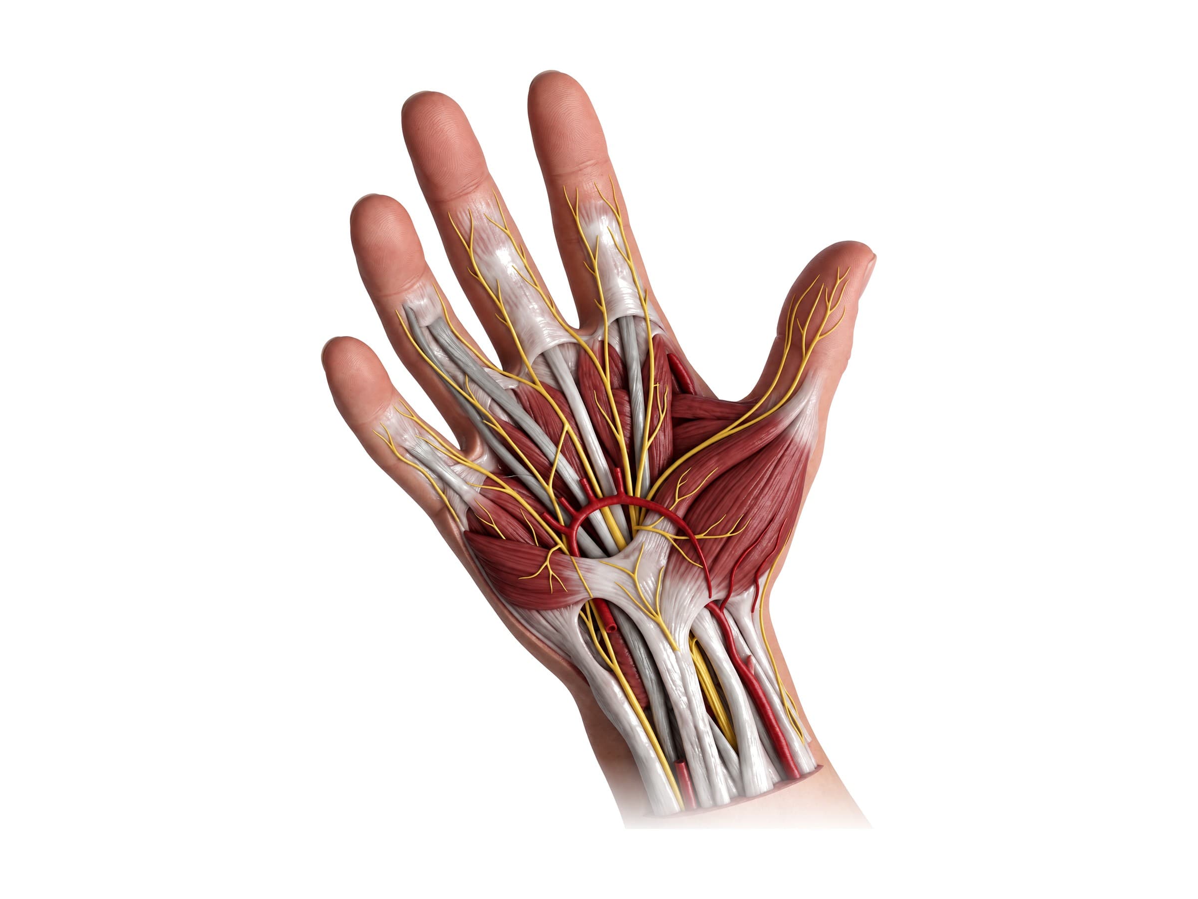 Nerves and arteries of the hand: median nerve, digital nerves and superficial palmar arch