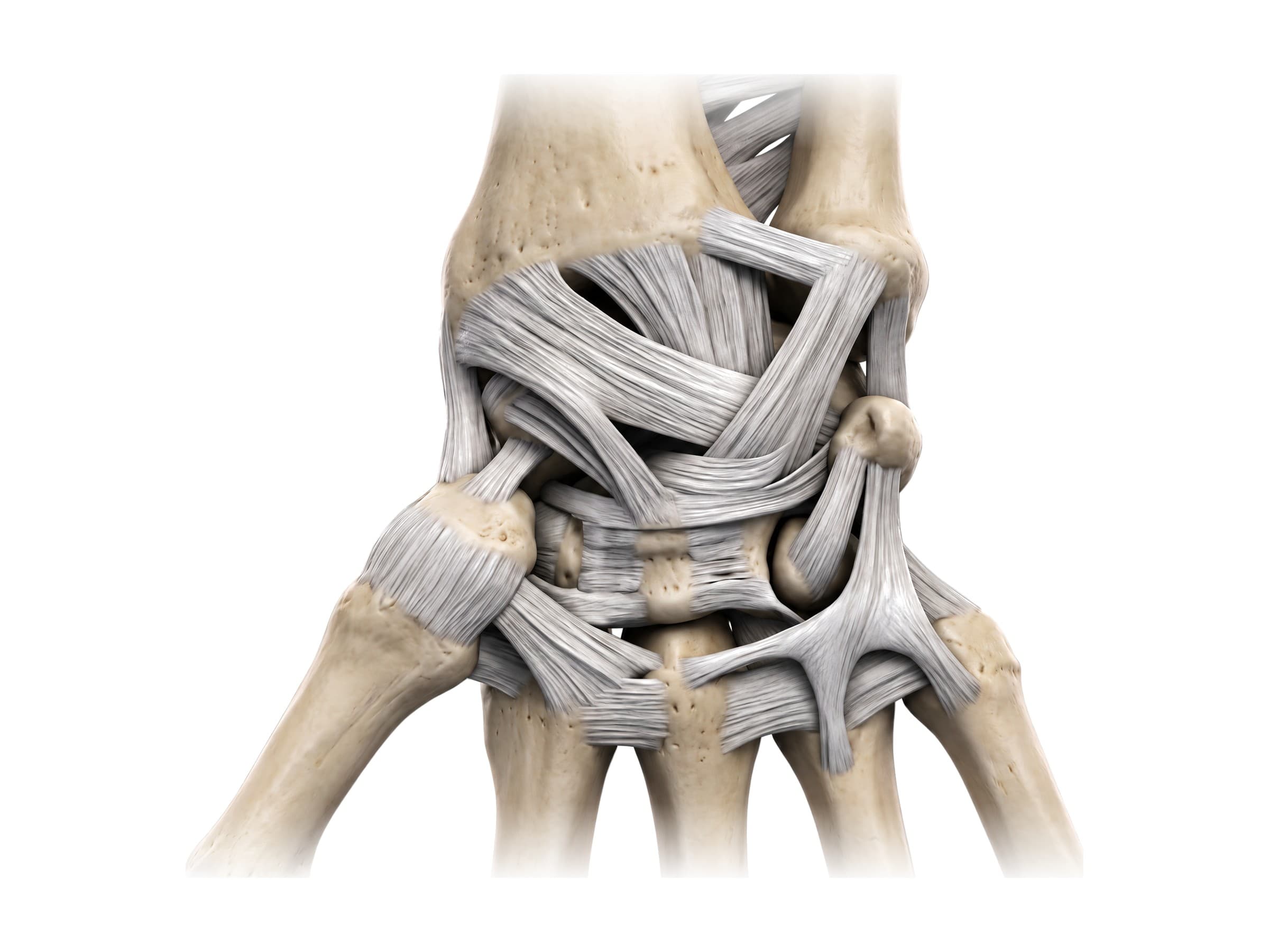Ligaments of the wrist from the palm side (right wrist)