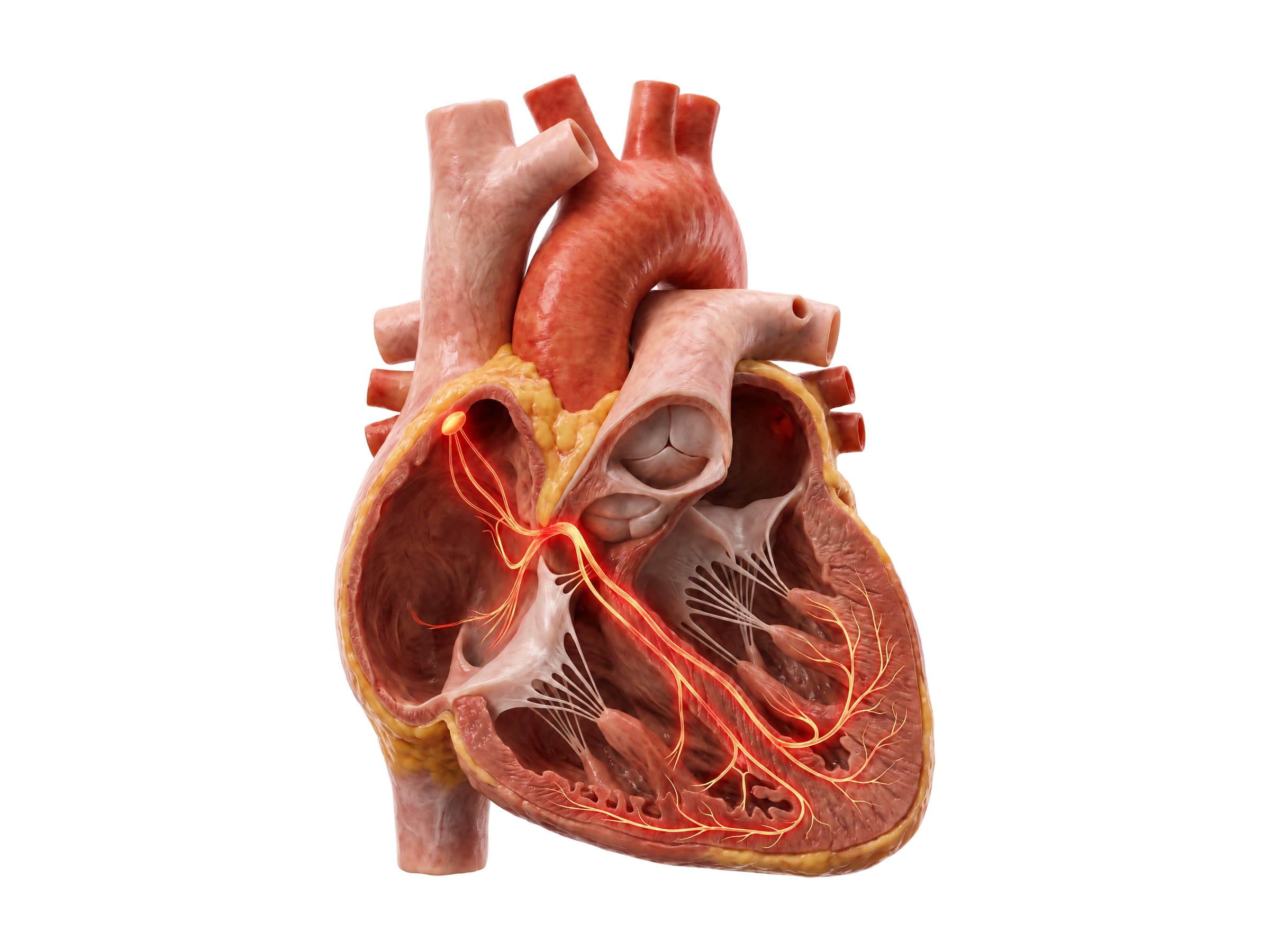 Electrical conduction system of the heart: SA node, AV node, bundle of His, bundle branches and Purkinje fibers
