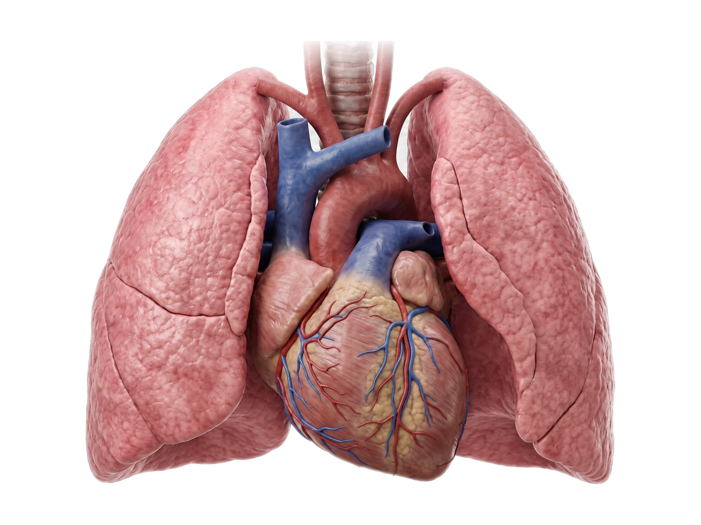 Heart and lungs (front view): heart between the lungs, superior vena cava, aortic arch, trachea
