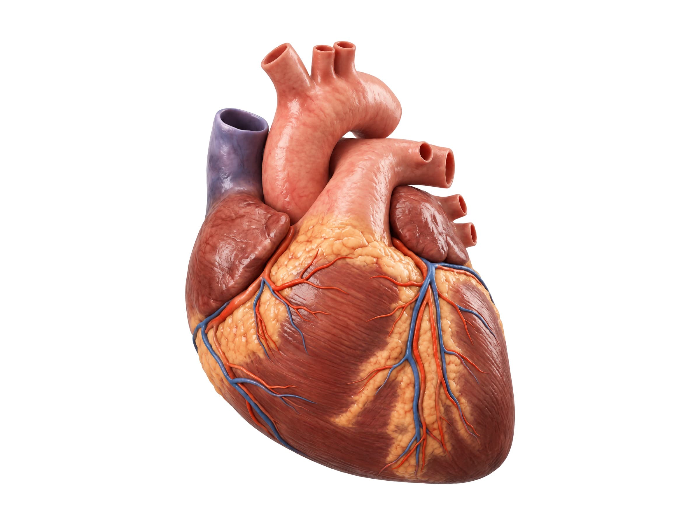 Diagram of the heart labeled (front view): aortic arch, superior vena cava, pulmonary trunk, ventricles